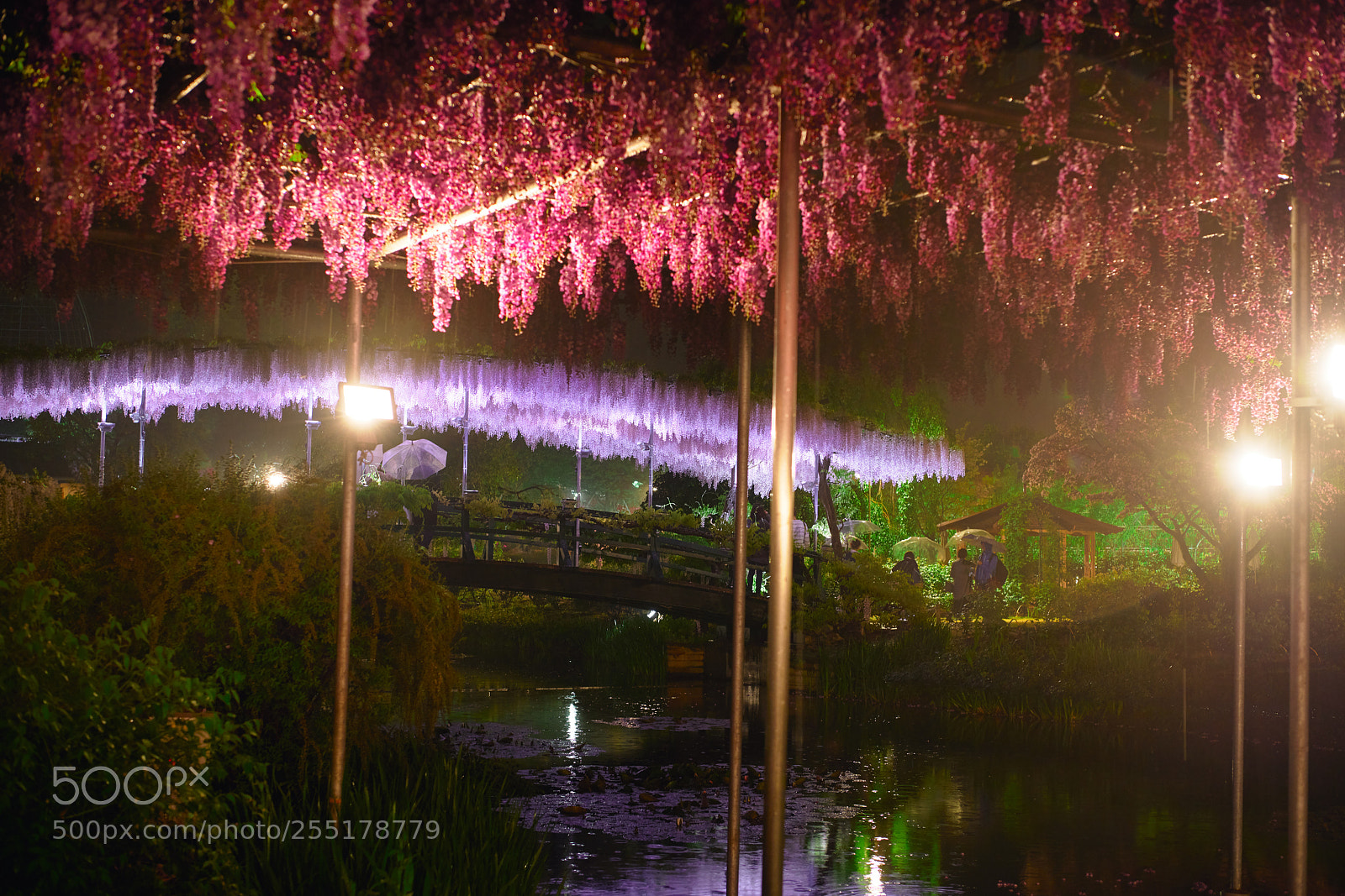 Nikon D850 sample photo. Wisteria's garden photography