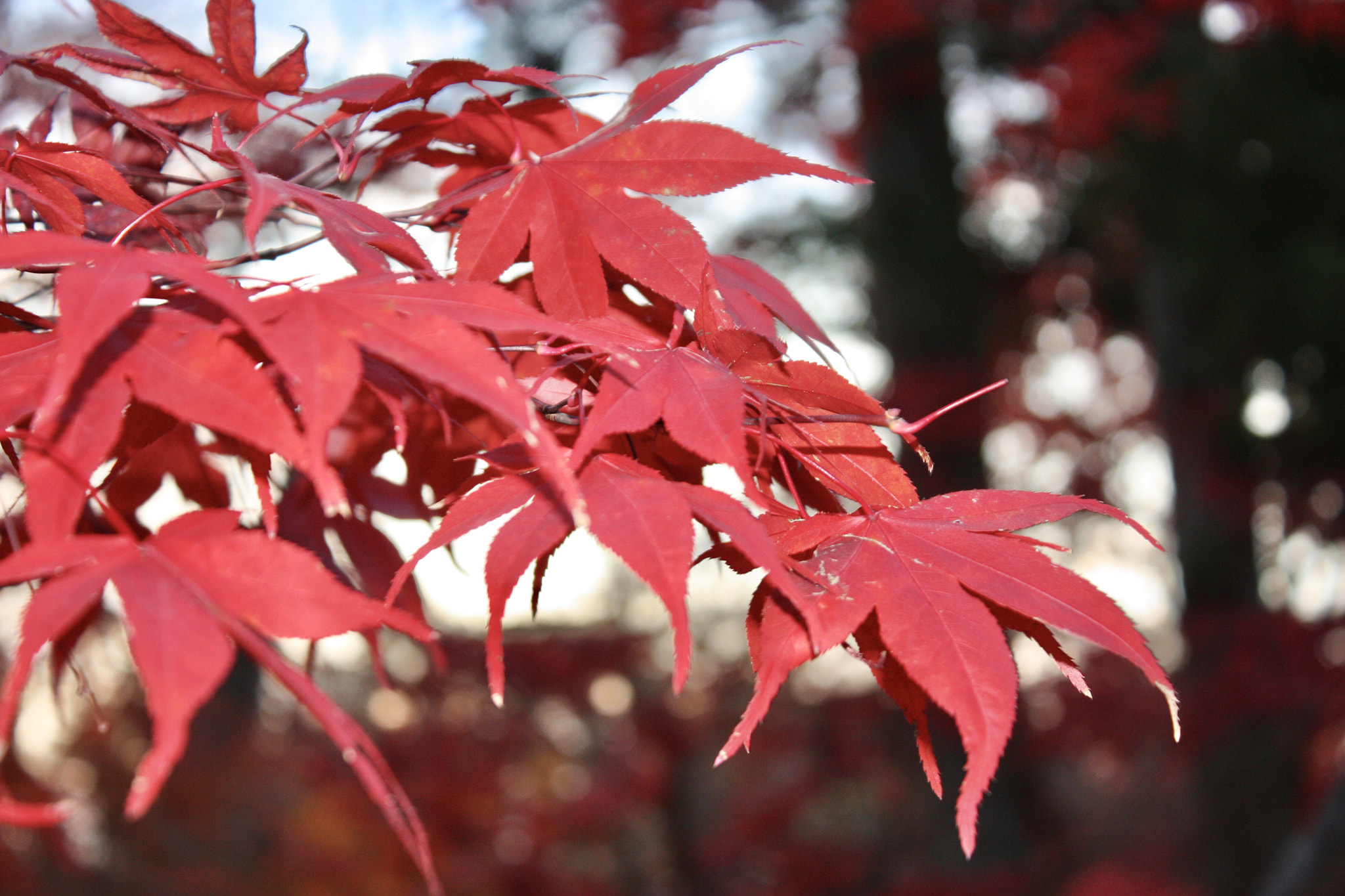 Canon EOS 450D (EOS Rebel XSi / EOS Kiss X2) sample photo. A autumn leaves photography