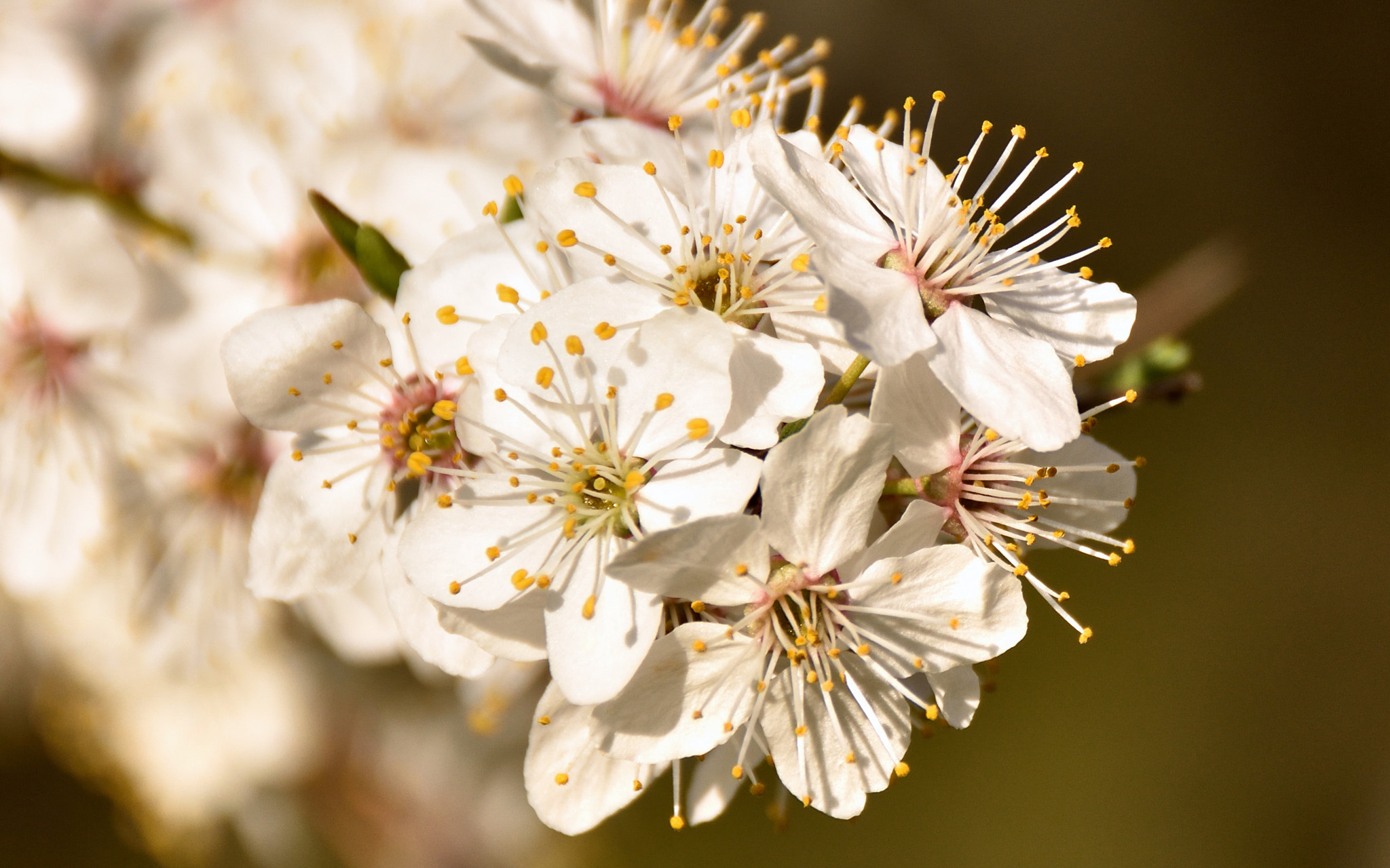 Nikon D7200 + Sigma 18-250mm F3.5-6.3 DC Macro OS HSM sample photo. Petals photography