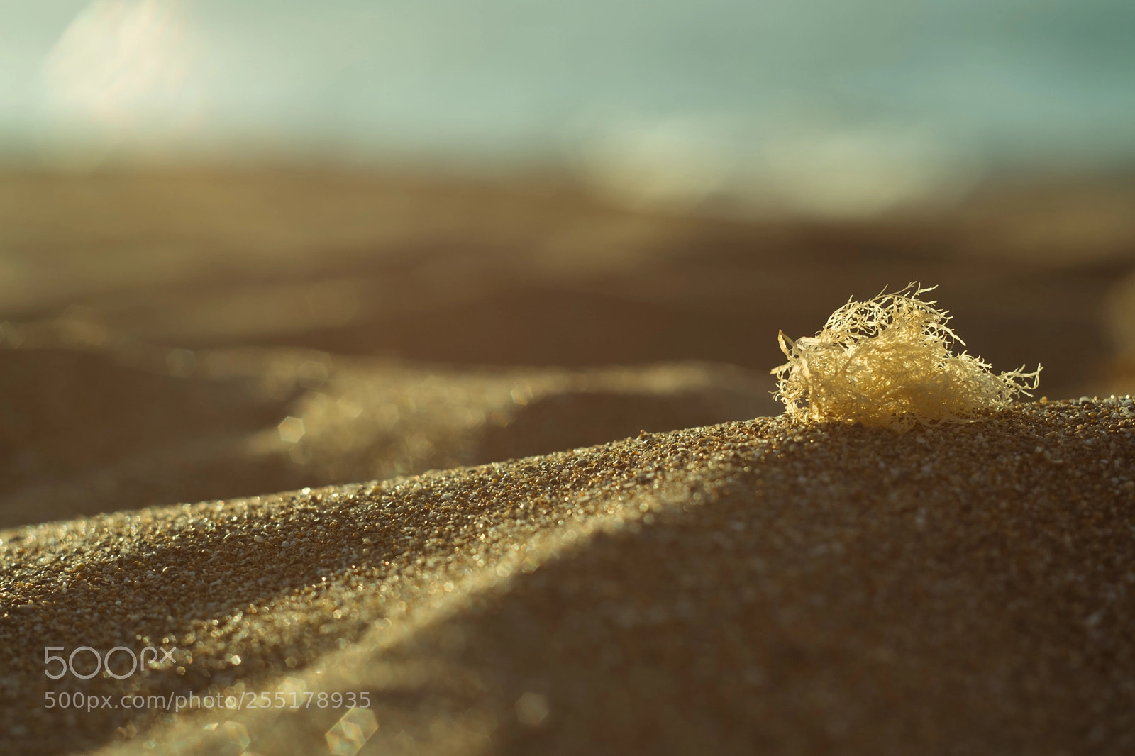 Fujifilm X-T2 sample photo. Desert by the sea photography