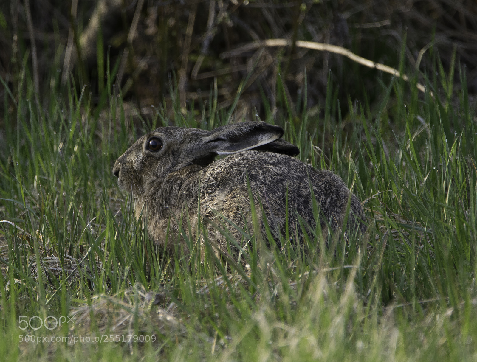 Nikon D5300 sample photo. Animals -  mammal photography