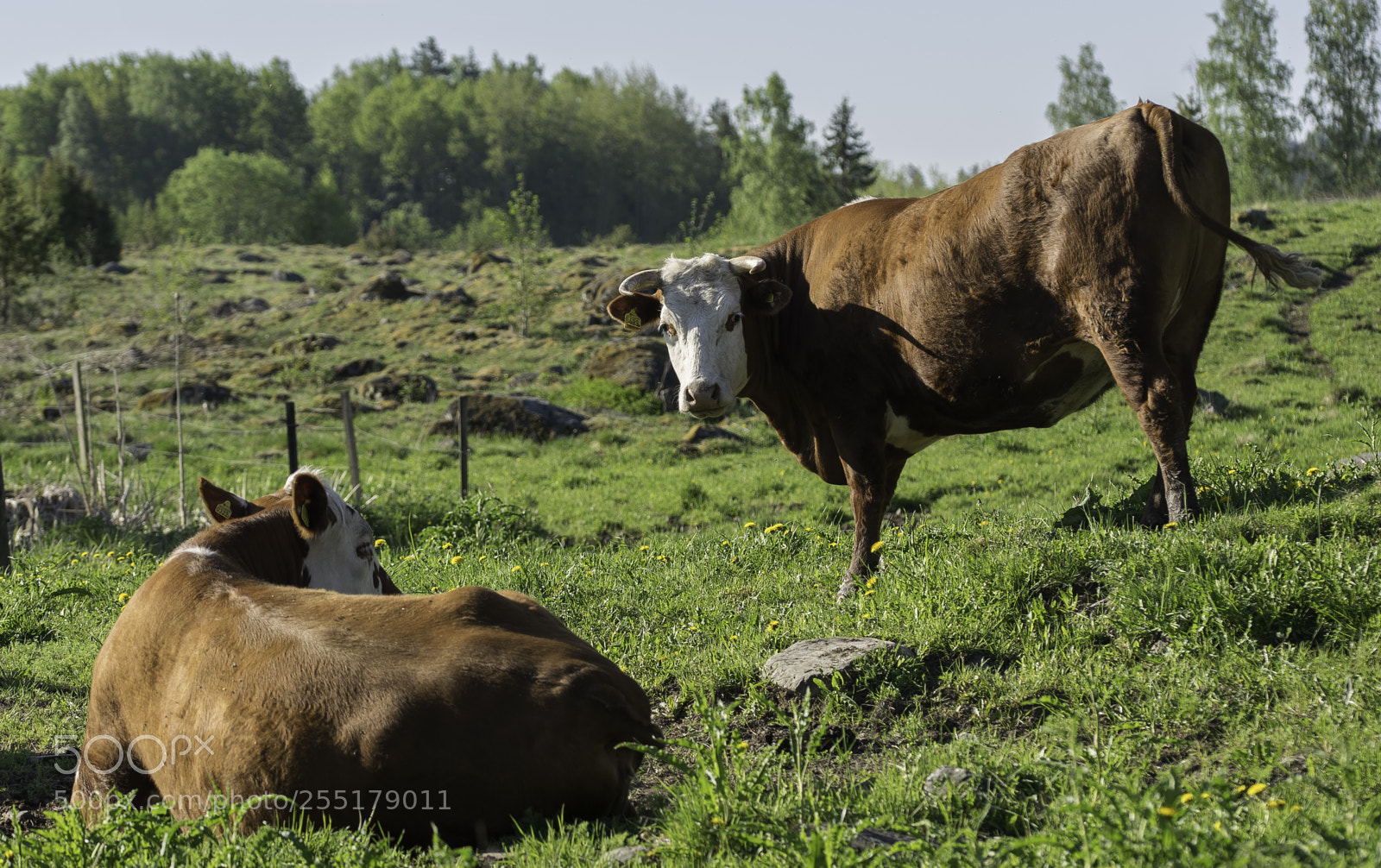 Nikon D5300 sample photo. Animals -  mammal photography