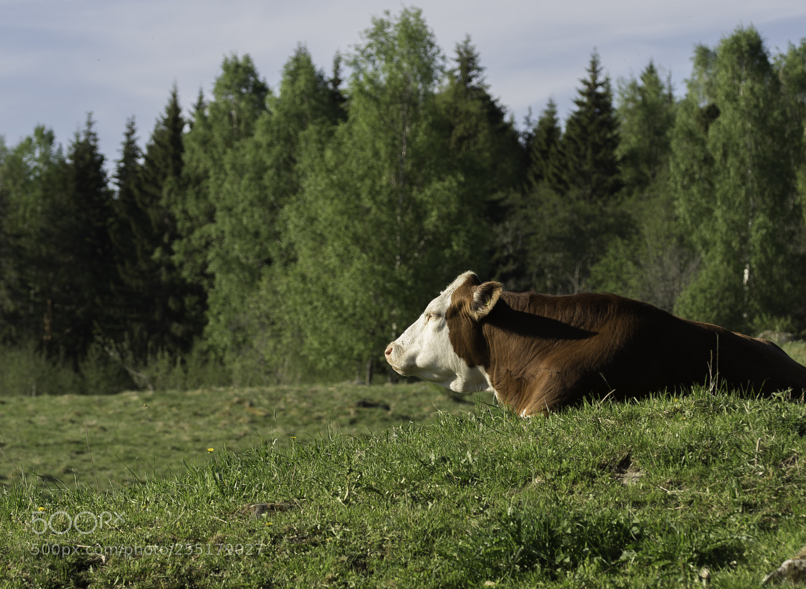 Nikon D5300 sample photo. Animals -  mammal photography