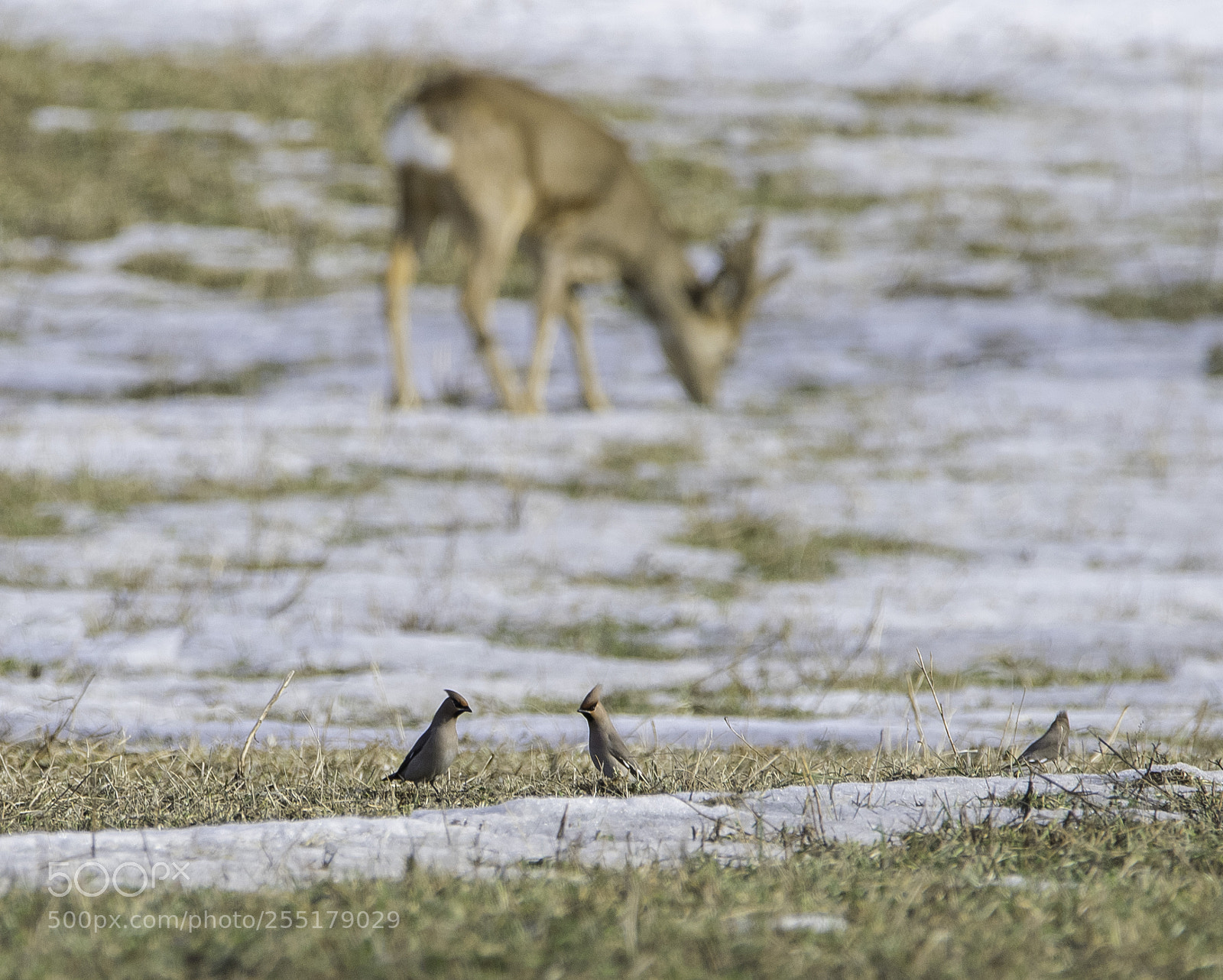 Nikon D5300 sample photo. Animals -  mammal photography