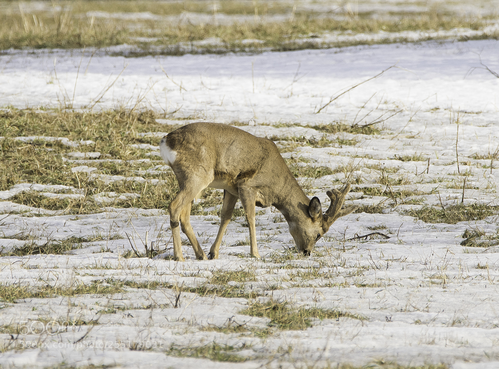 Nikon D5300 sample photo. Animals -  mammal photography