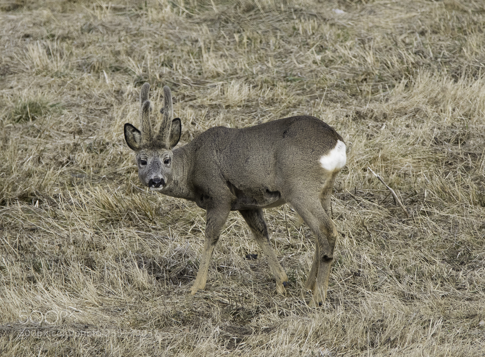 Nikon D5300 sample photo. Animals -  mammal photography