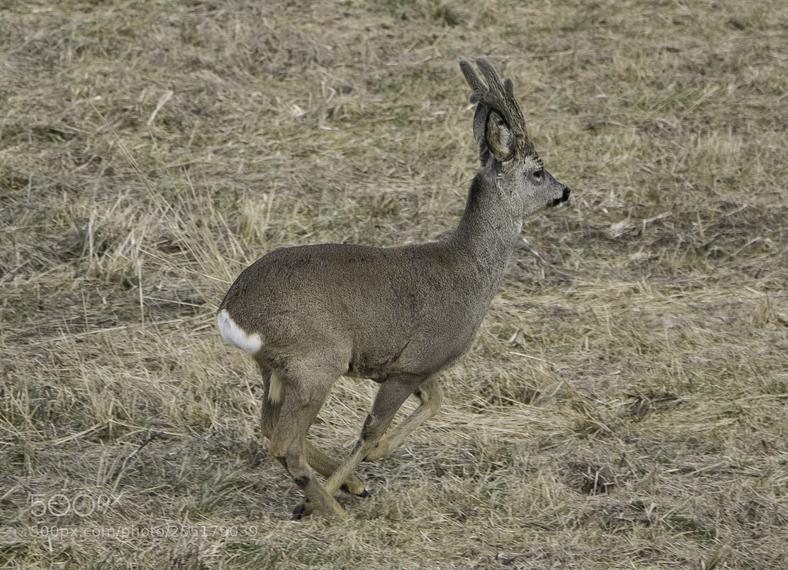 Nikon D5300 sample photo. Animals -  mammal photography