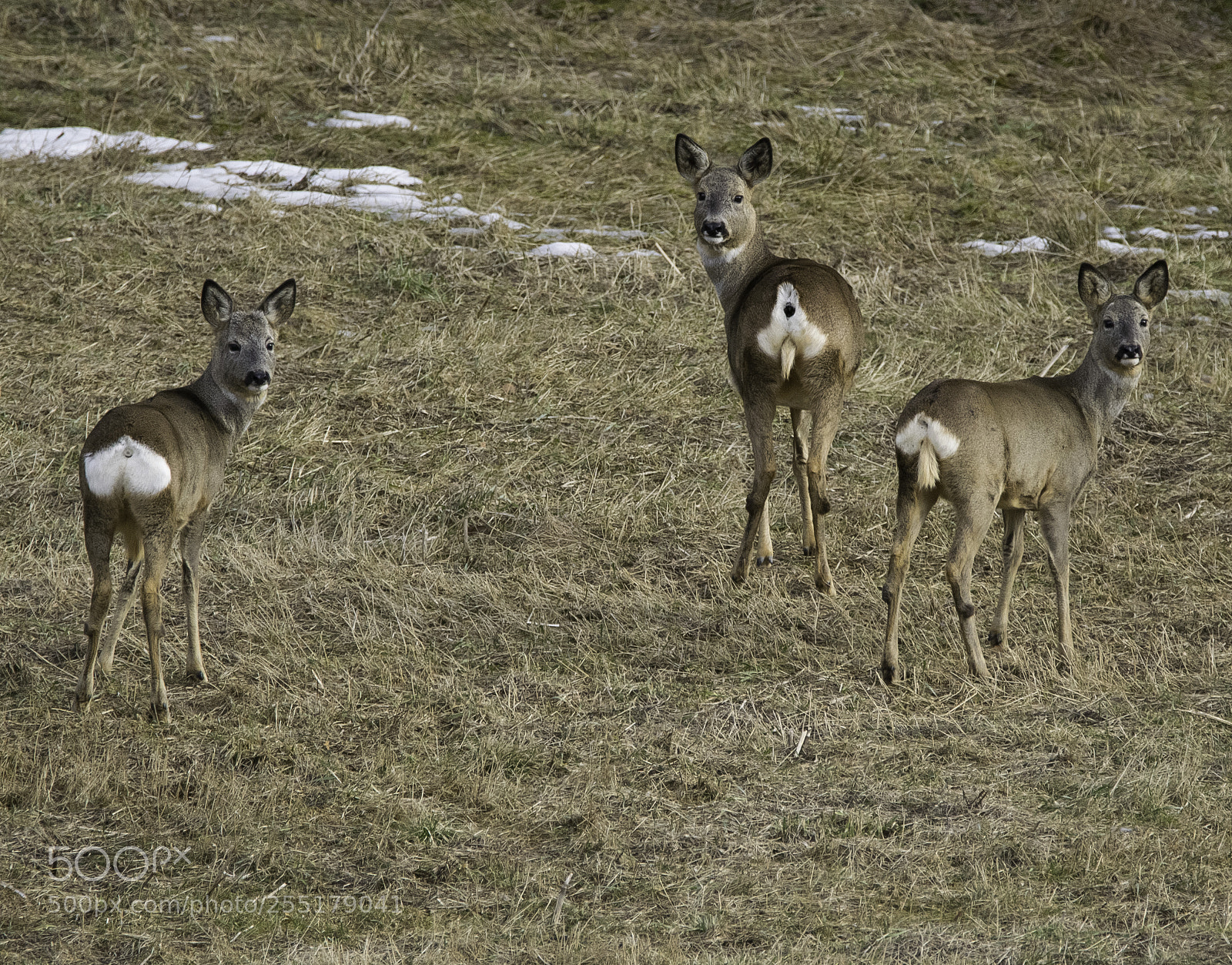 Nikon D5300 sample photo. Animals -  mammal photography