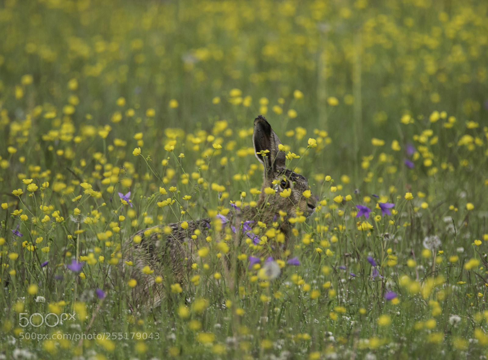 Nikon D5300 sample photo. Animals -  mammal photography
