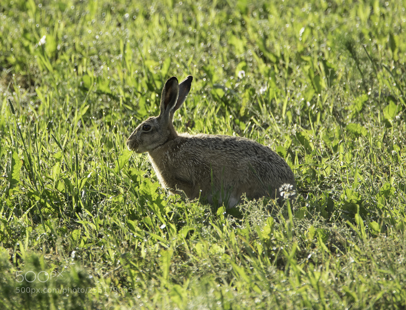 Nikon D5300 sample photo. Animals -  mammal photography