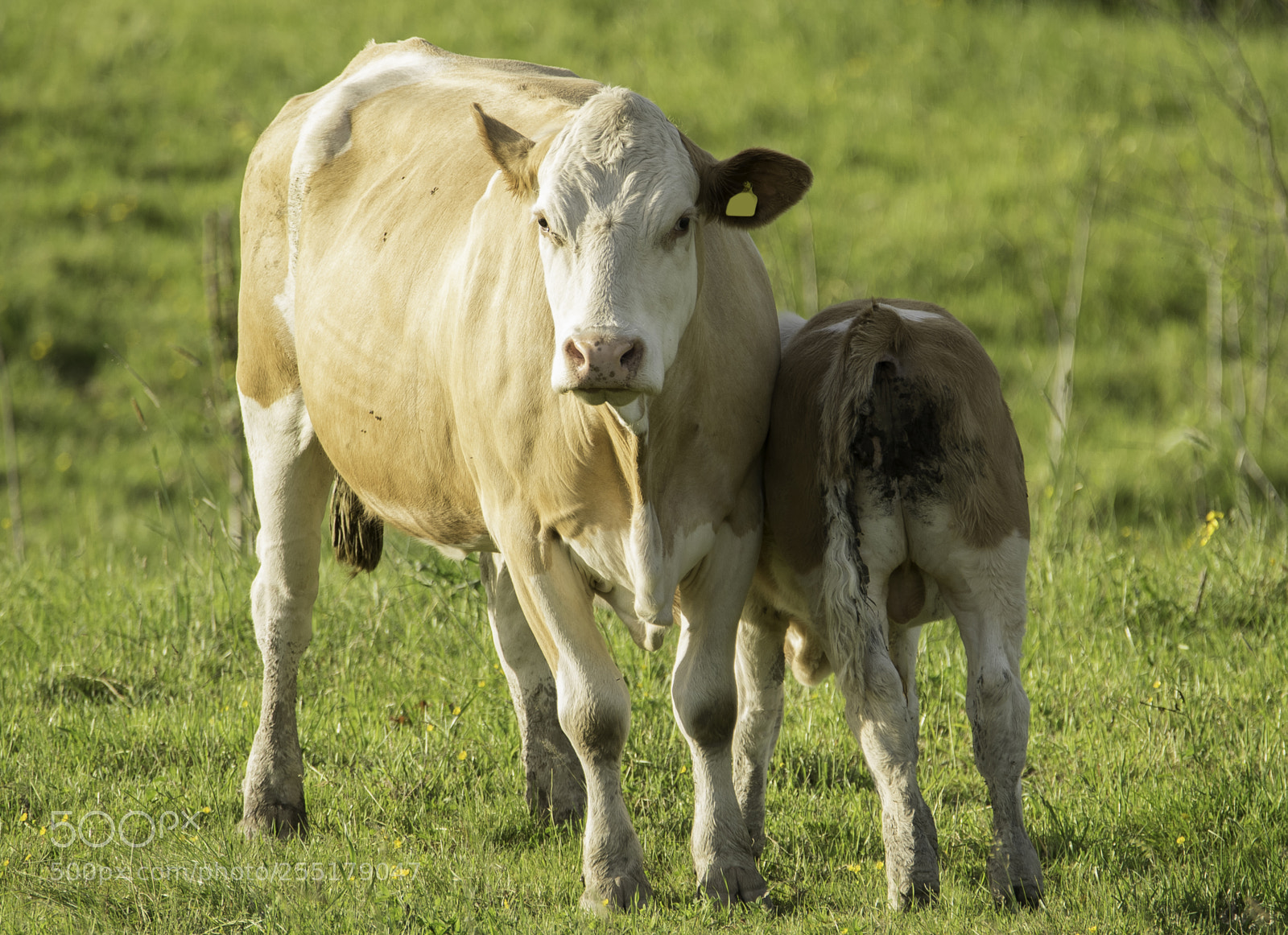 Nikon D5300 sample photo. Animals -  mammal photography
