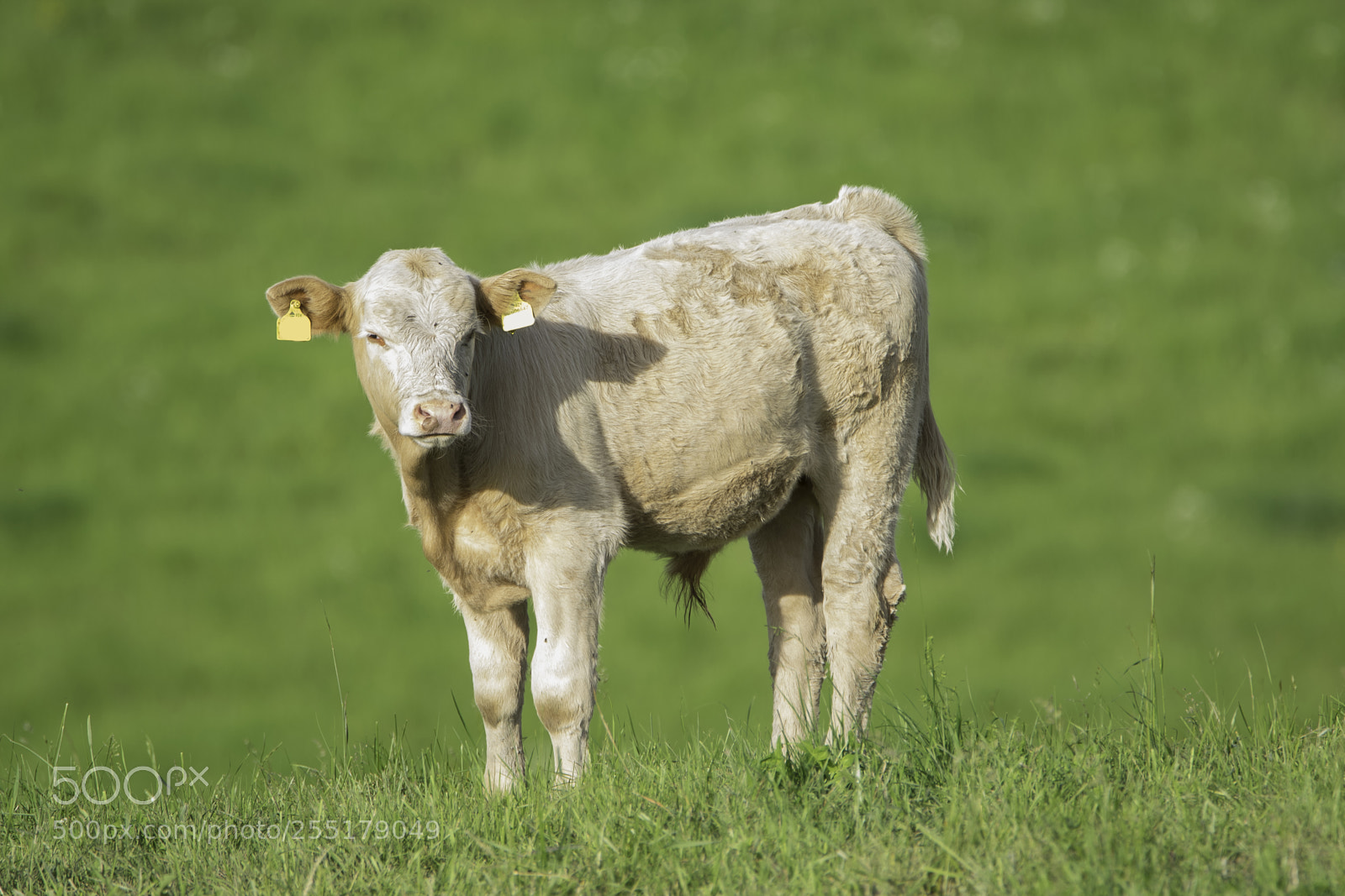 Nikon D5300 sample photo. Animals -  mammal photography