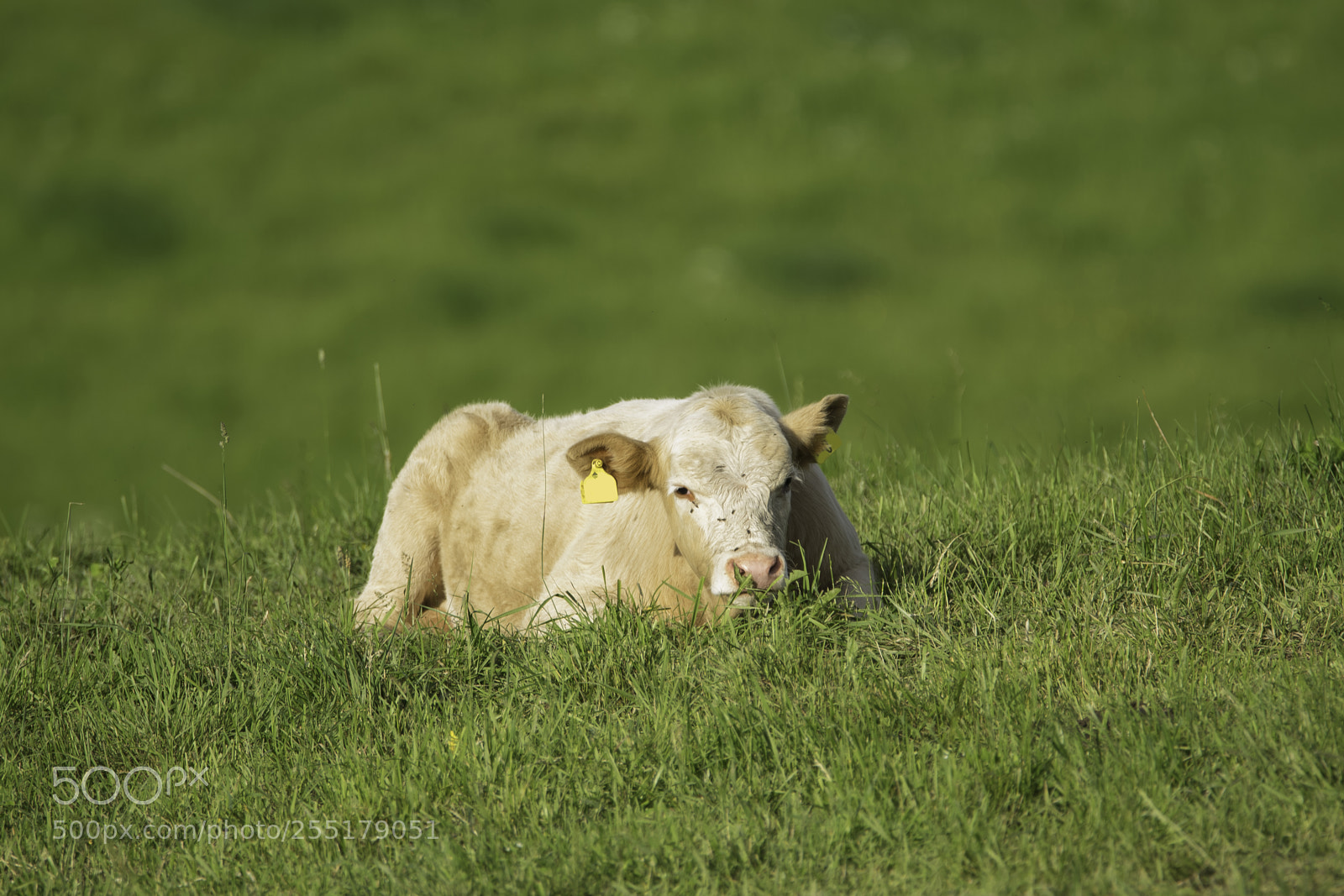Nikon D5300 sample photo. Animals -  mammal photography