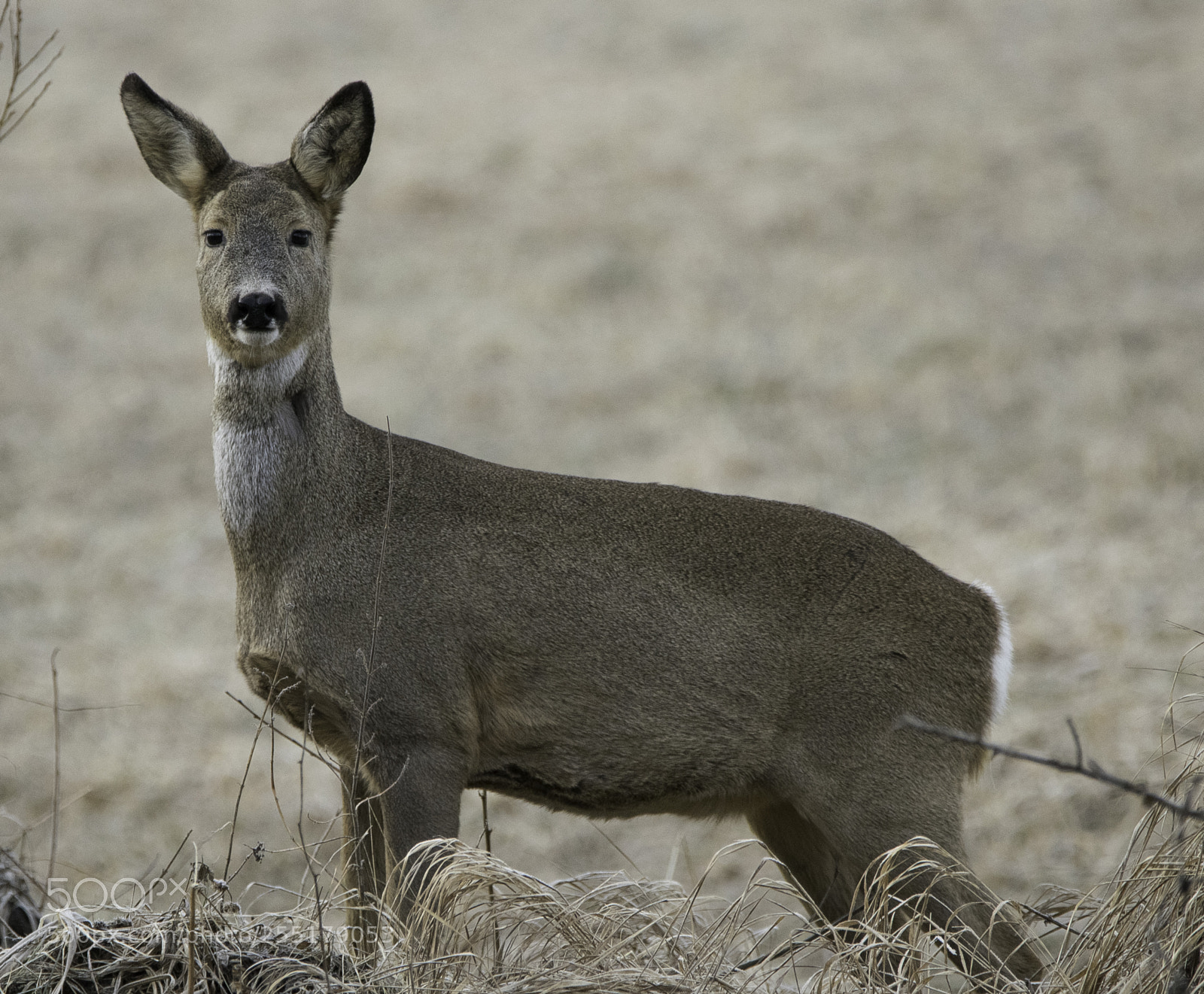 Nikon D5300 sample photo. Animals -  mammal photography