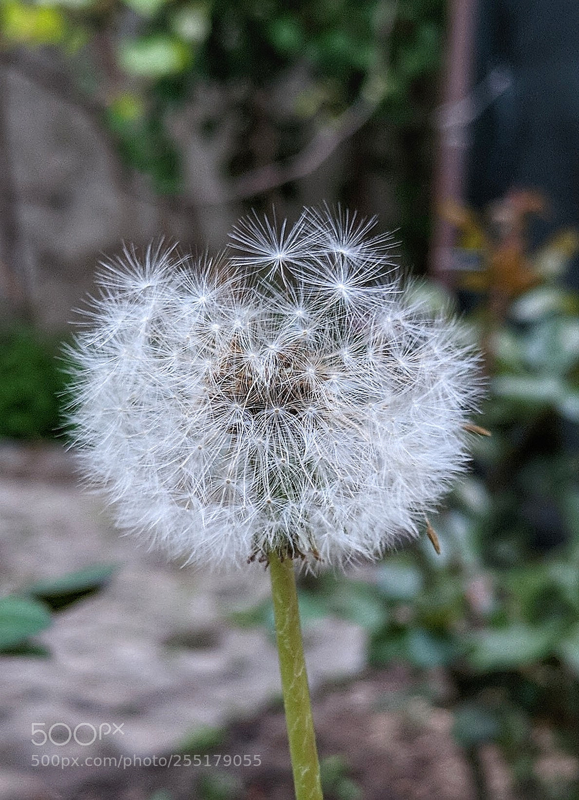 Google Pixel XL sample photo. Taken with google pixel photography