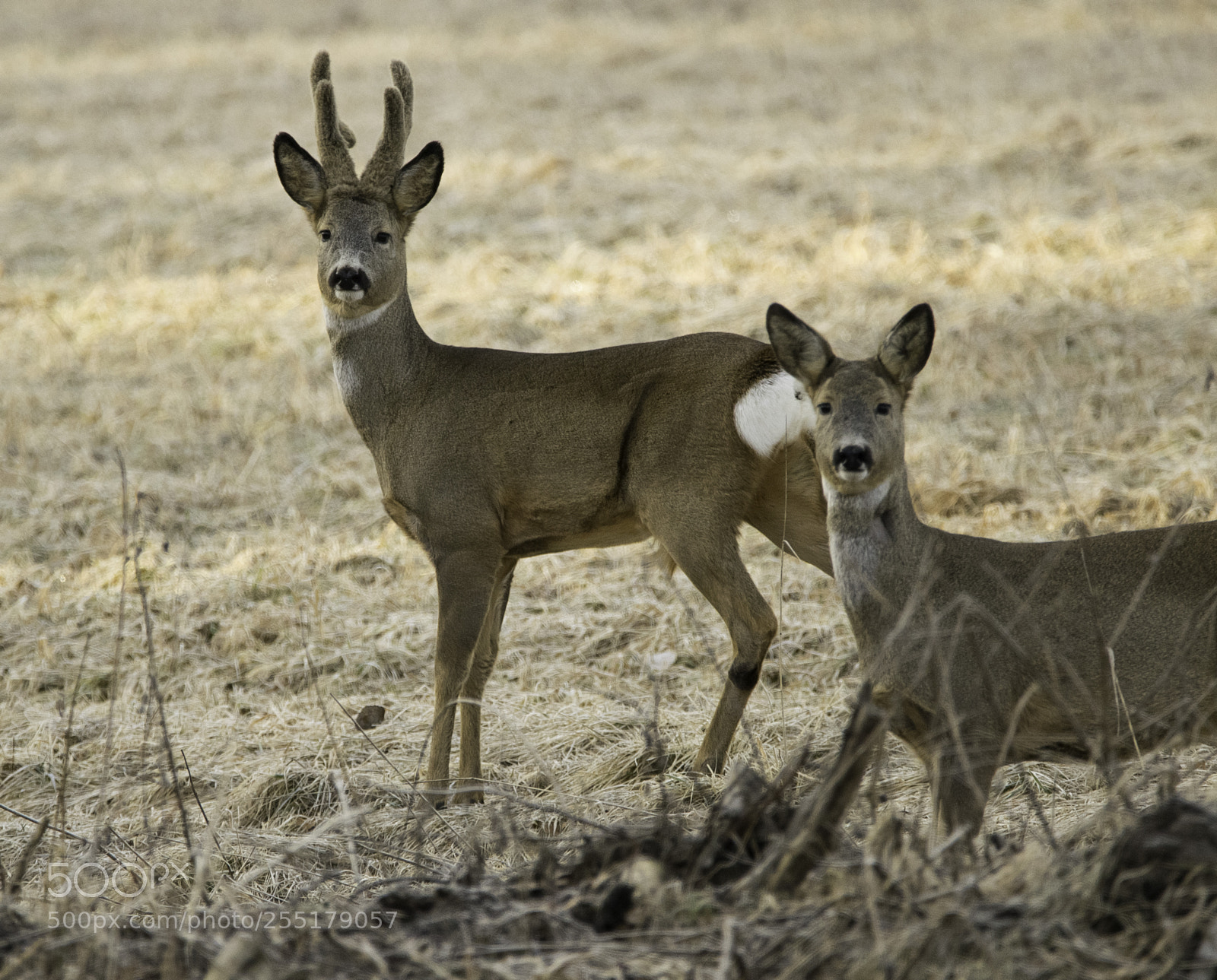 Nikon D5300 sample photo. Animals -  mammal photography