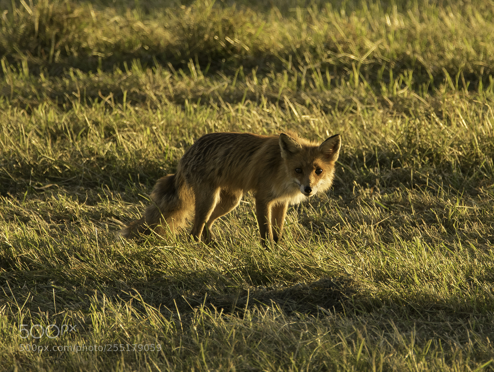 Nikon D5300 sample photo. Animals -  mammal photography