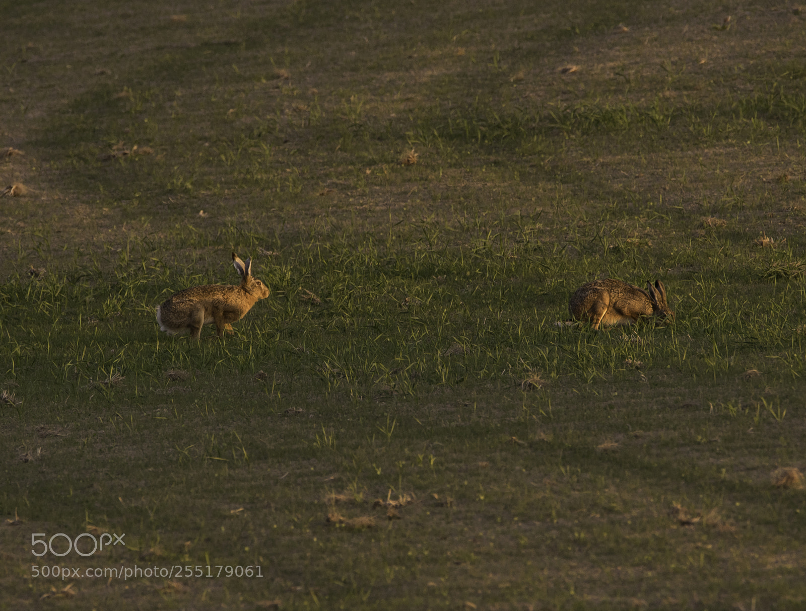 Nikon D5300 sample photo. Animals -  mammal photography