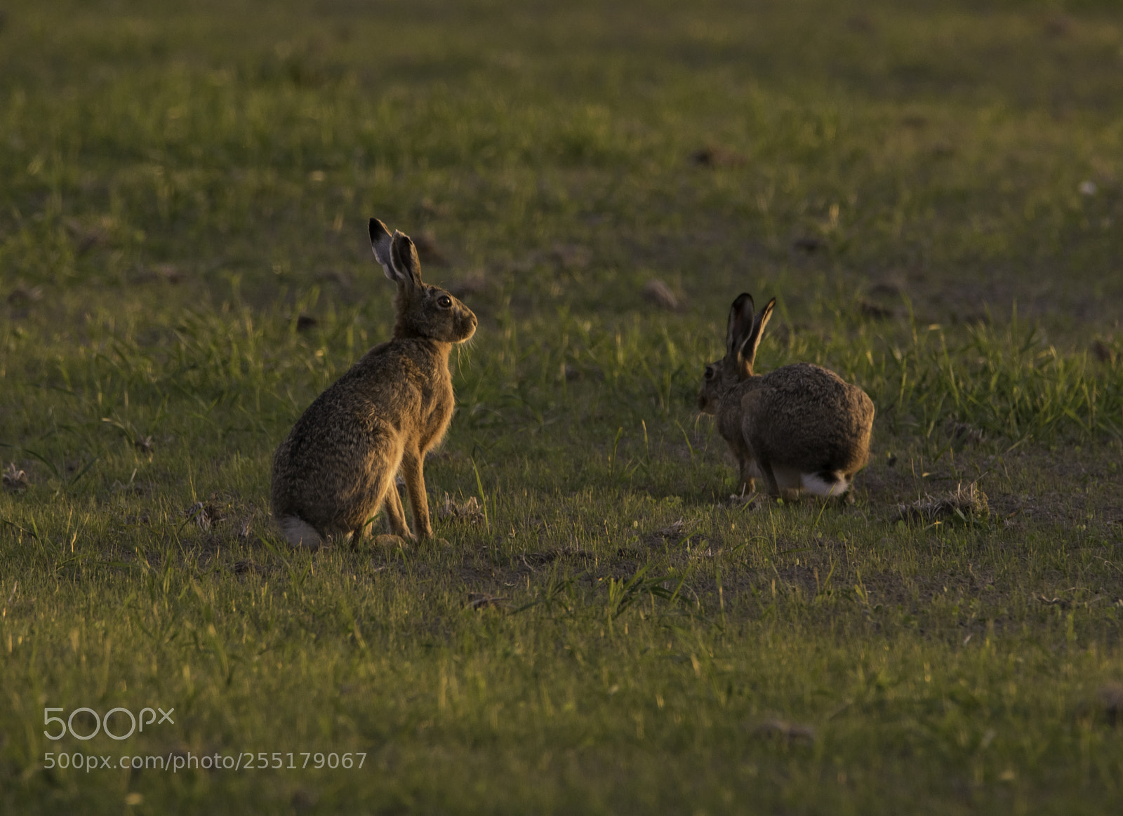 Nikon D5300 sample photo. Animals -  mammal photography