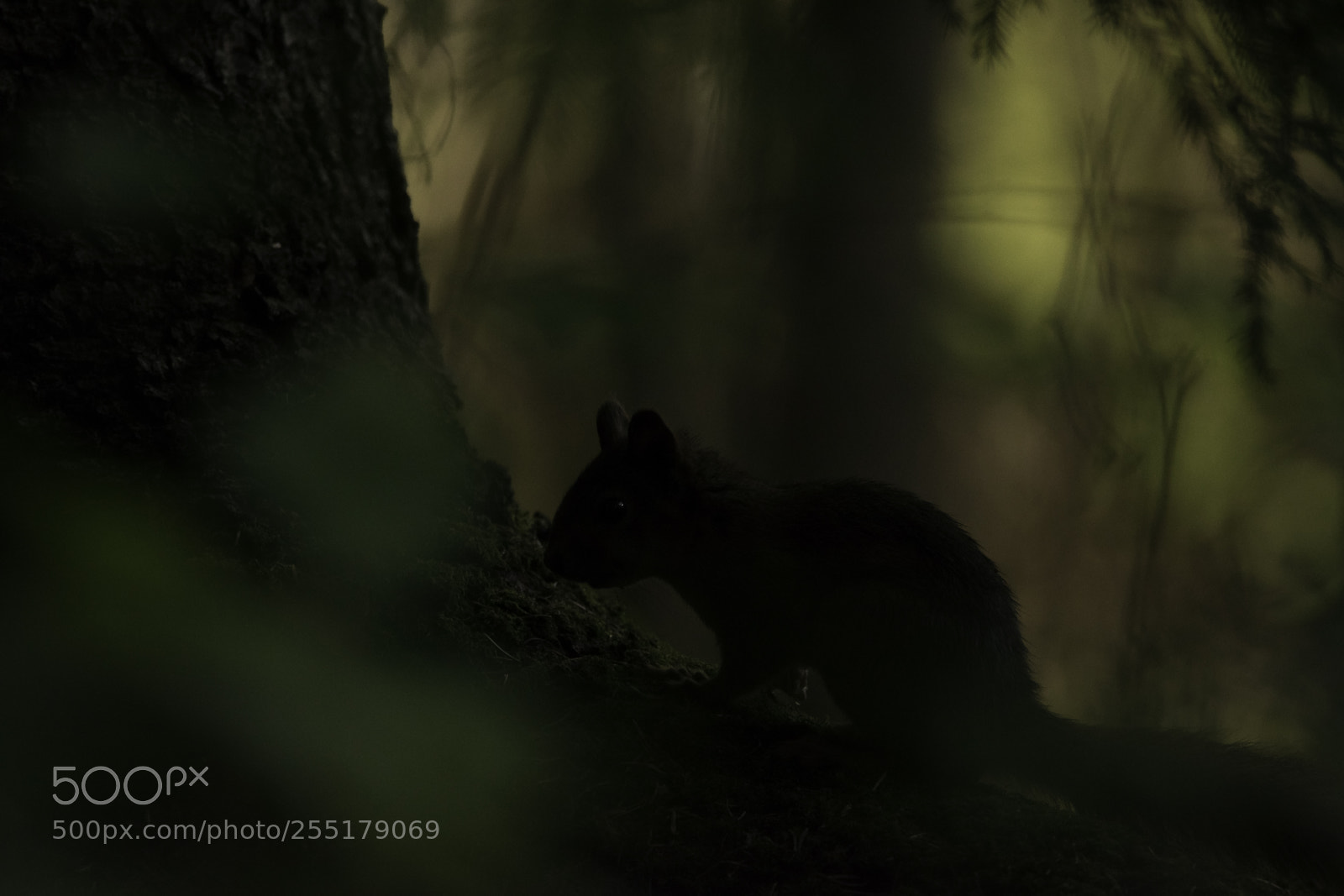 Nikon D5300 sample photo. Animals -  mammal photography