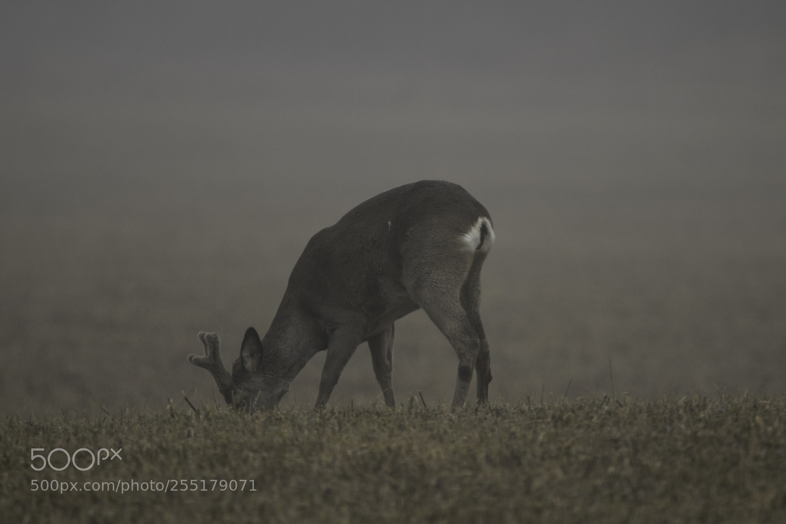 Nikon D5300 sample photo. Animals -  mammal photography