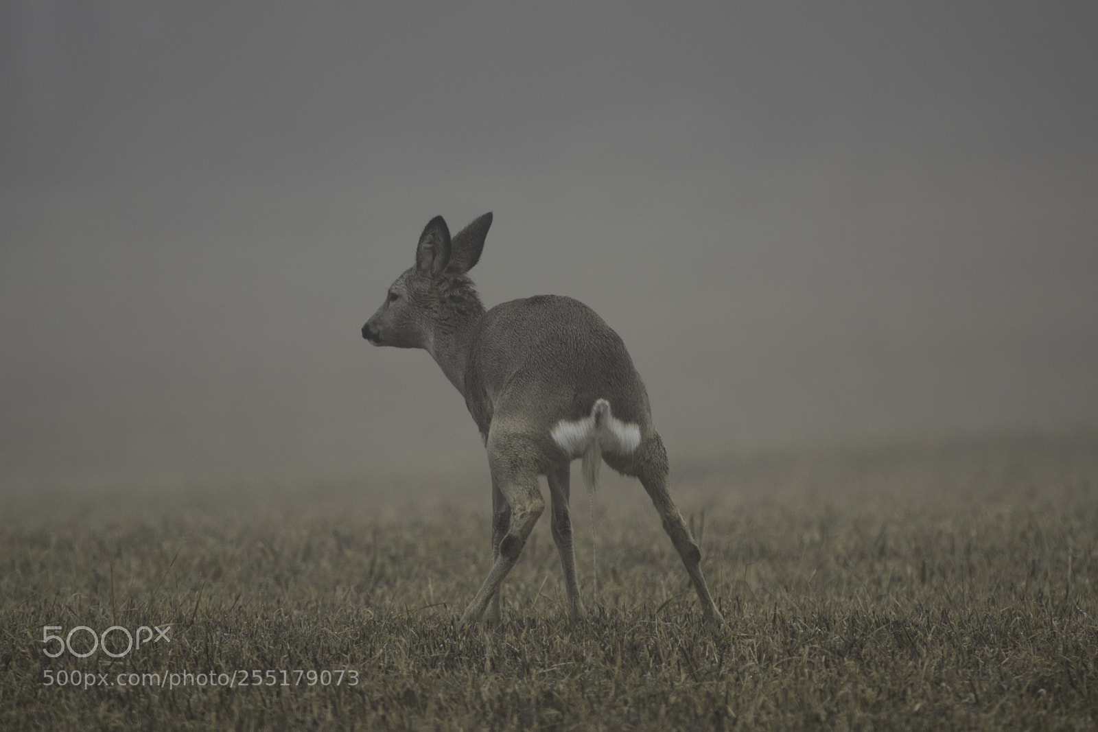 Nikon D5300 sample photo. Animals -  mammal photography