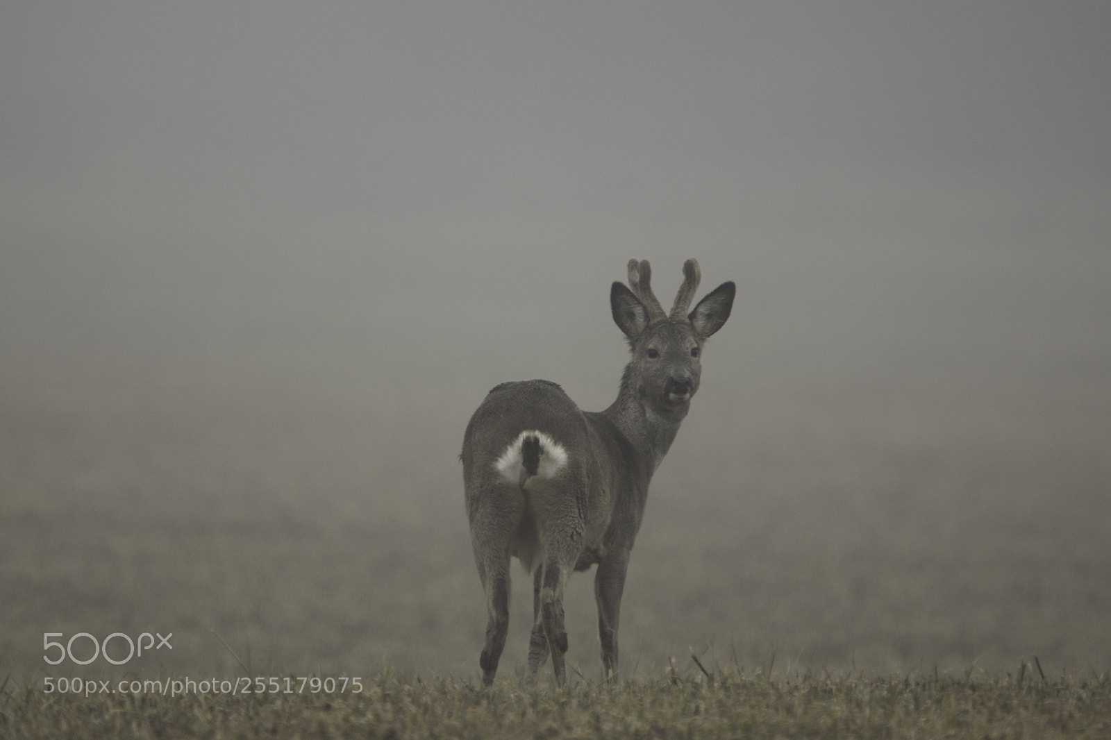 Nikon D5300 sample photo. Animals -  mammal photography