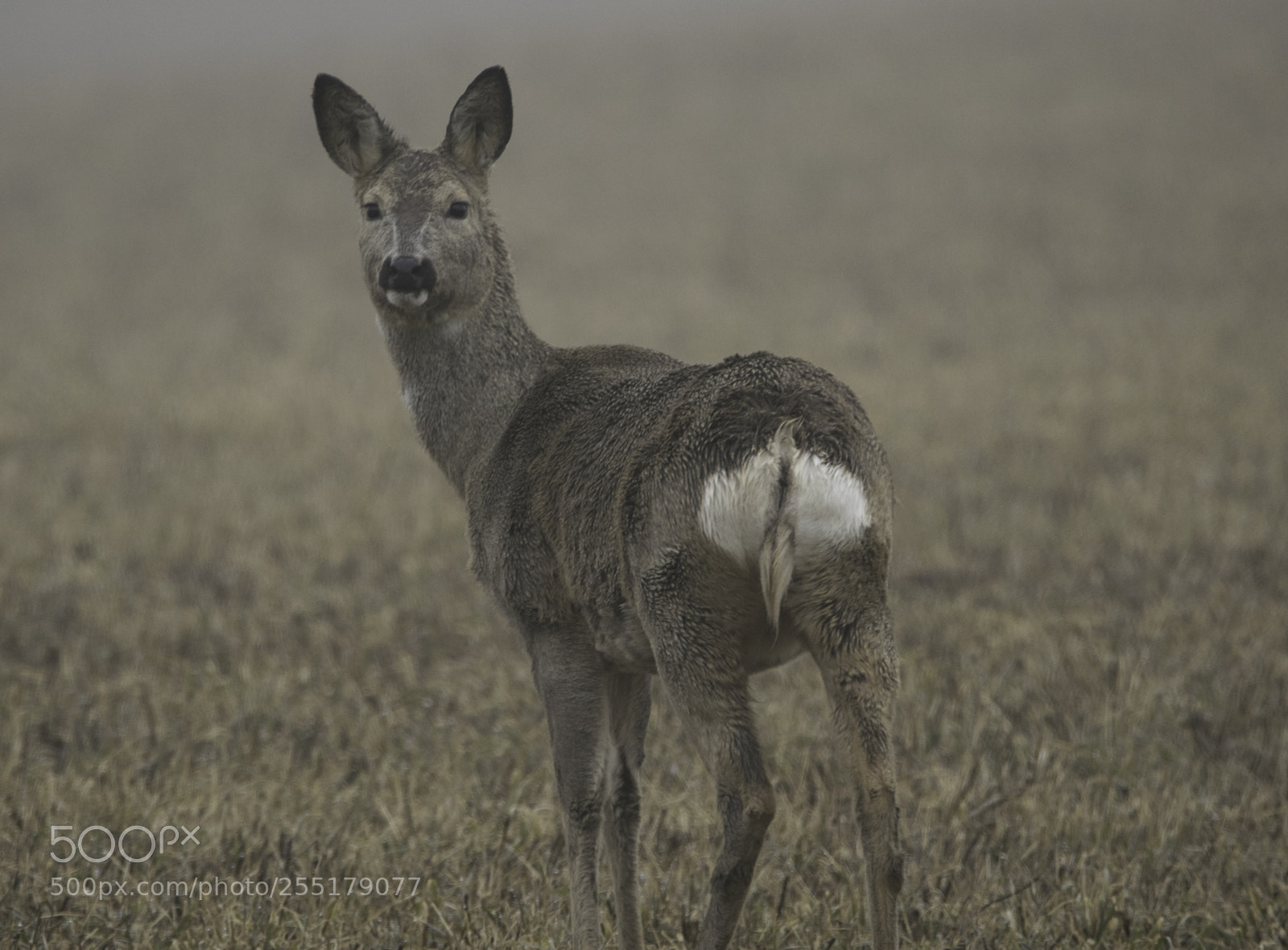 Nikon D5300 sample photo. Animals -  mammal photography