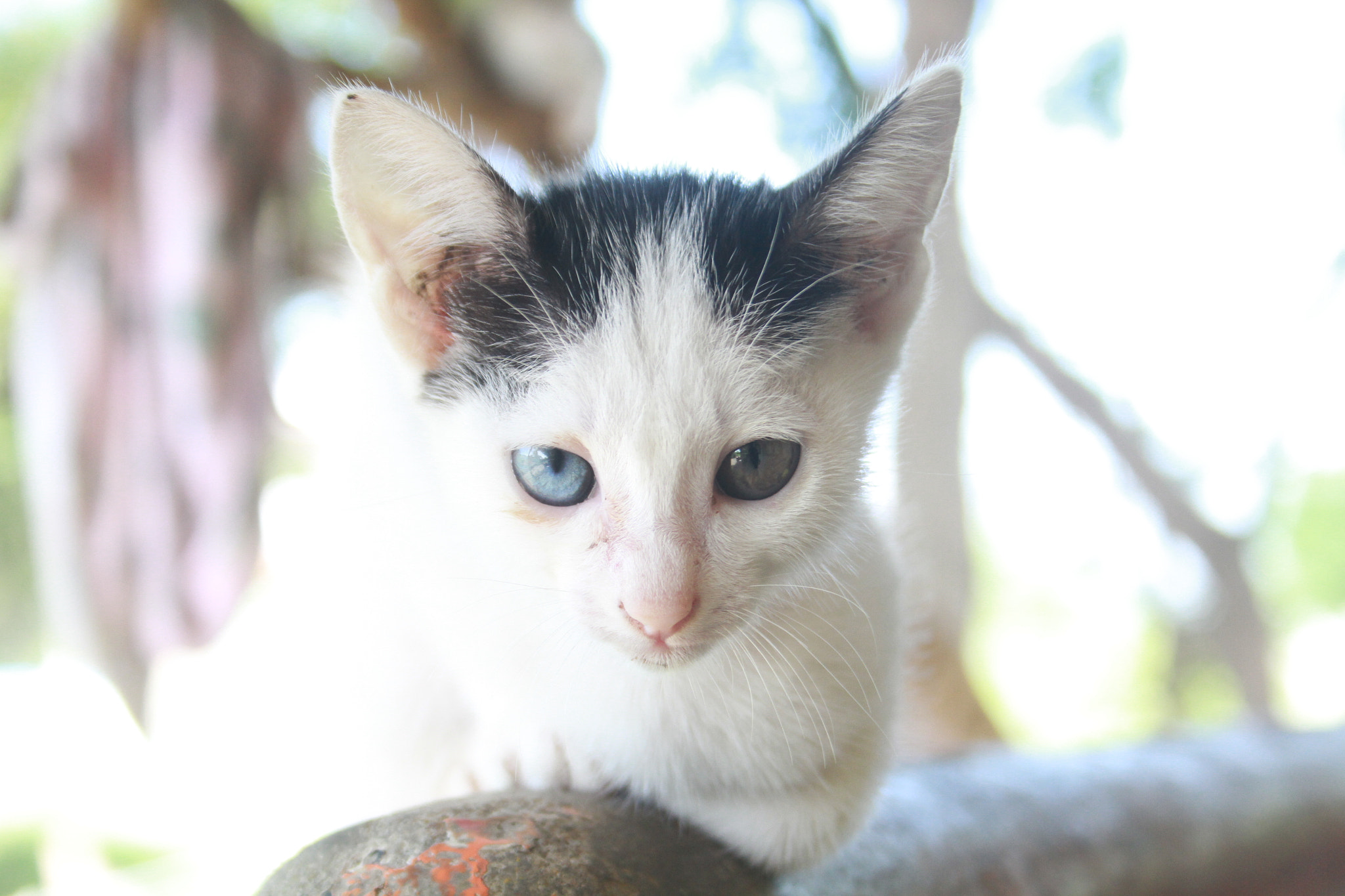 Canon EF-S 18-55mm F3.5-5.6 II sample photo. My cat photography