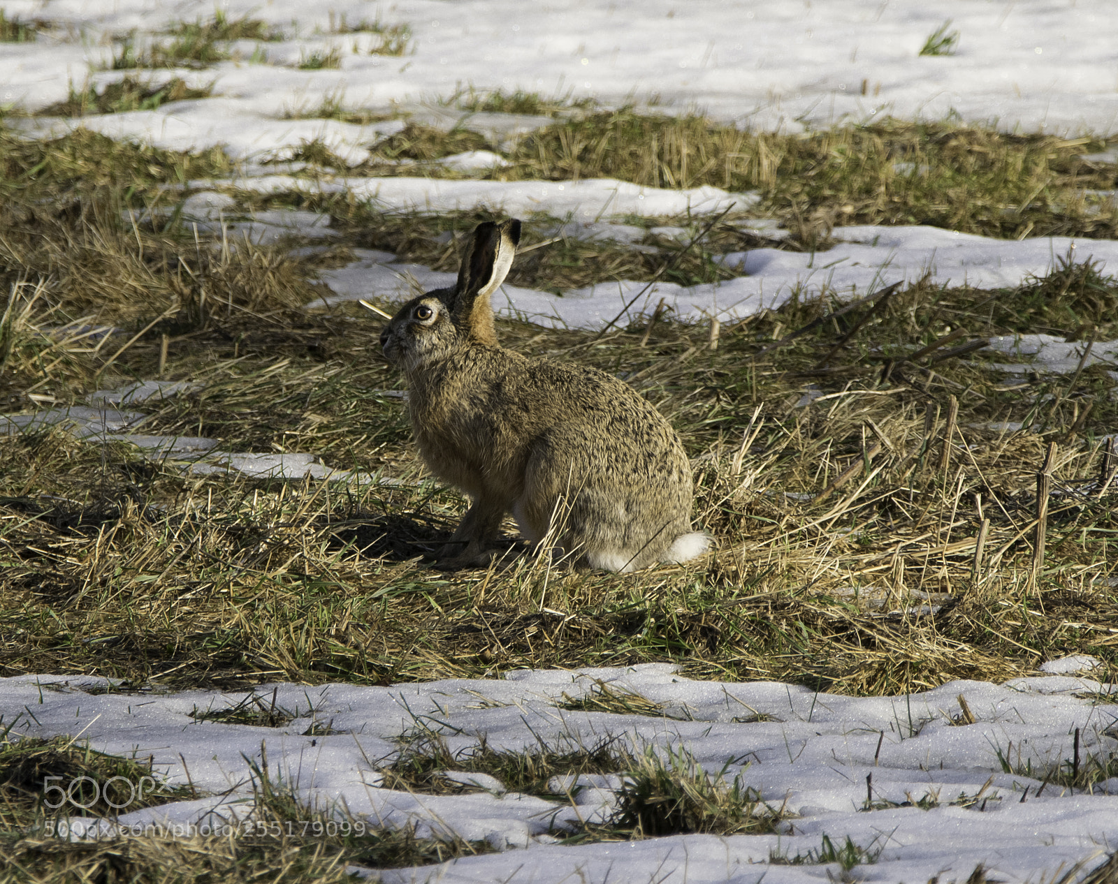 Nikon D5300 sample photo. Animals -  mammal photography