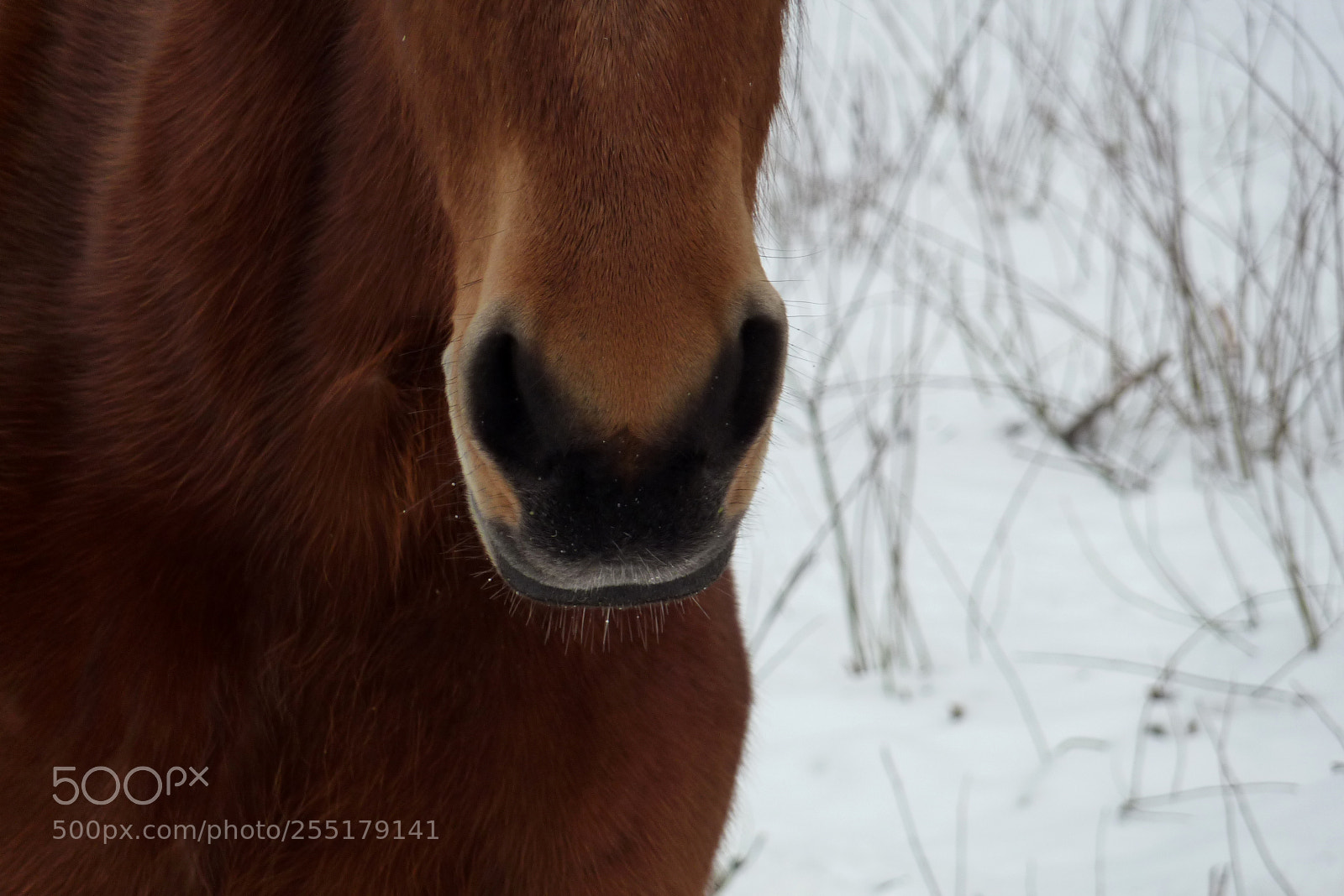Panasonic DMC-TZ7 sample photo. Animals -  mammal photography