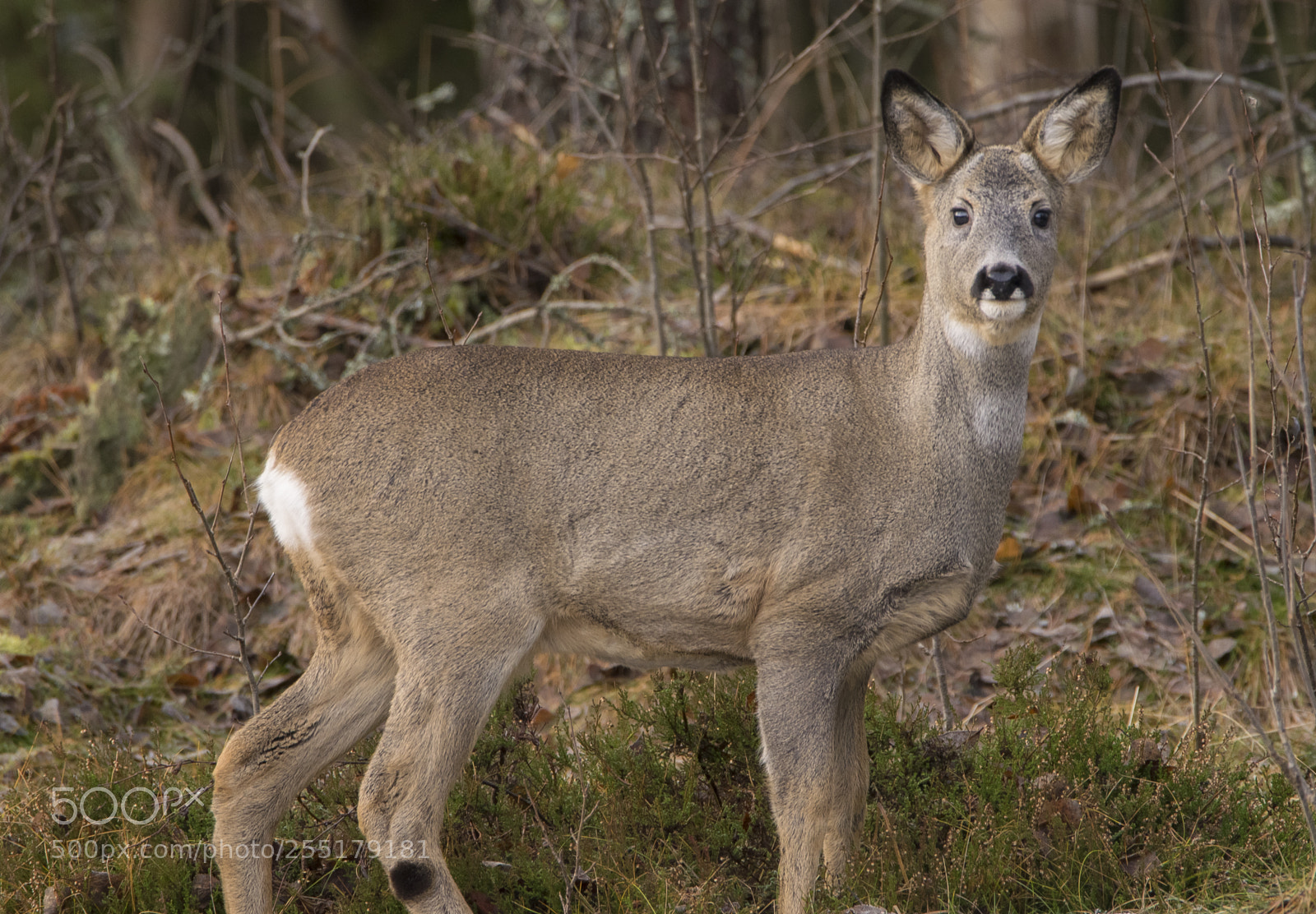 Nikon D5300 sample photo. Animals -  mammal photography