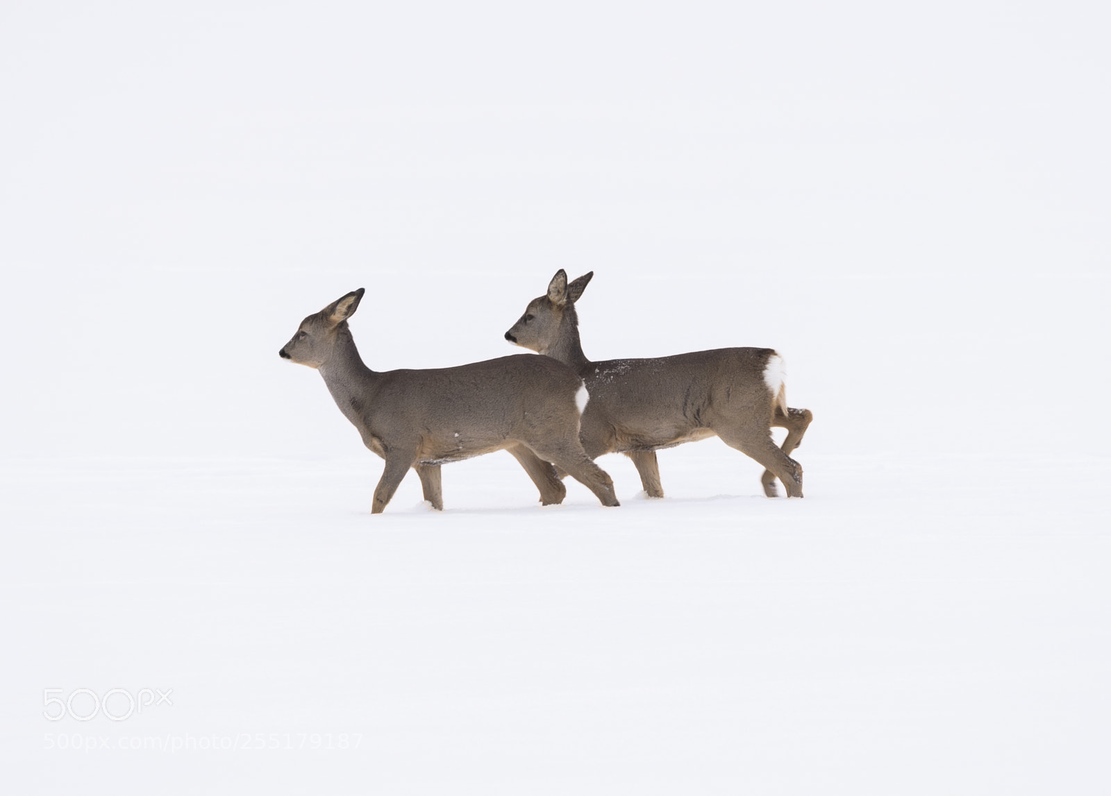 Nikon D5300 sample photo. Animals -  mammal photography