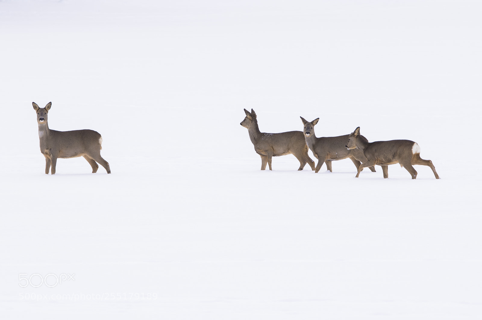 Nikon D5300 sample photo. Animals -  mammal photography