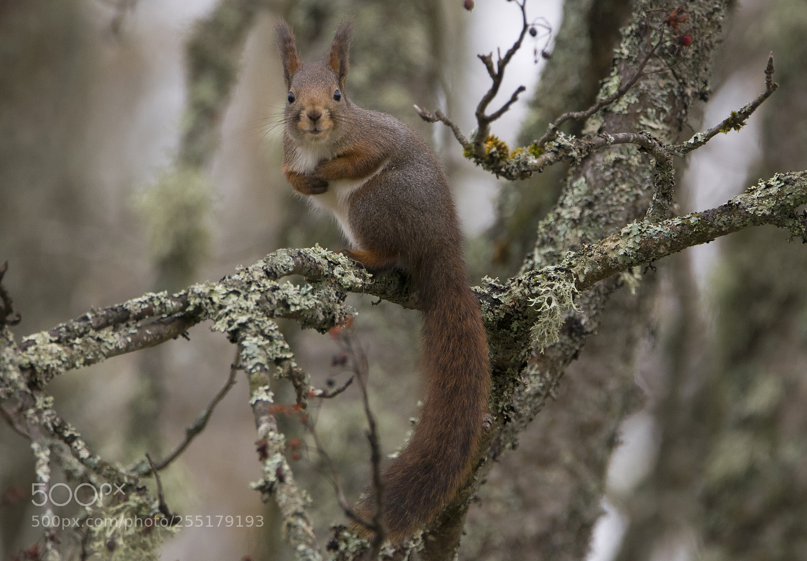 Nikon D5300 sample photo. Animals -  mammal photography