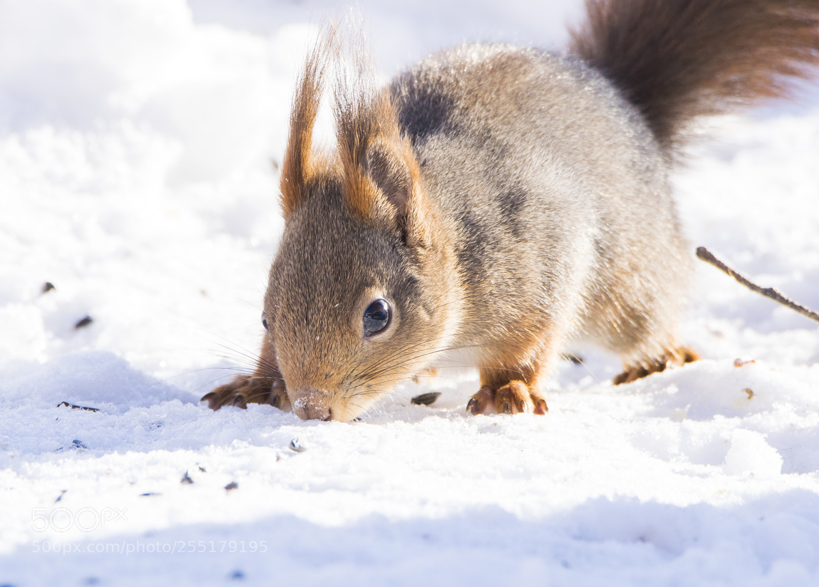 Nikon D5300 sample photo. Animals -  mammal photography