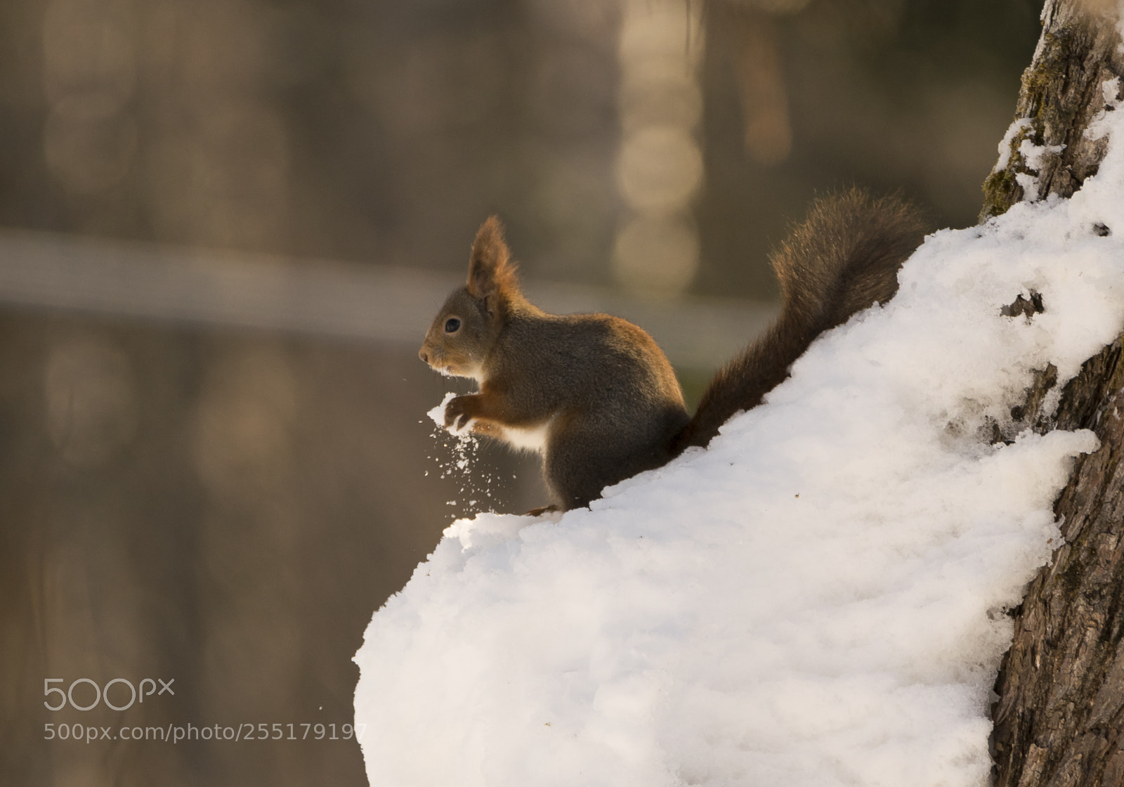 Nikon D5300 sample photo. Animals -  mammal photography