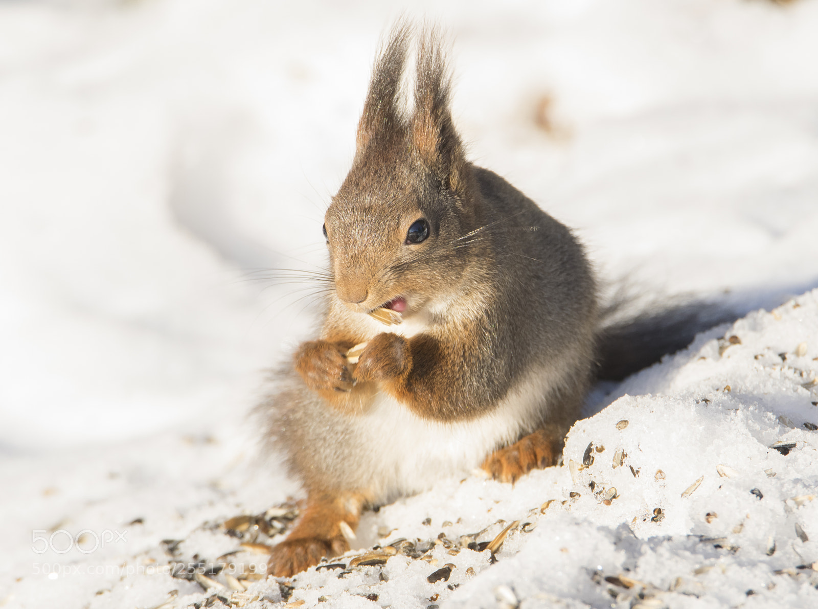 Nikon D5300 sample photo. Animals -  mammal photography