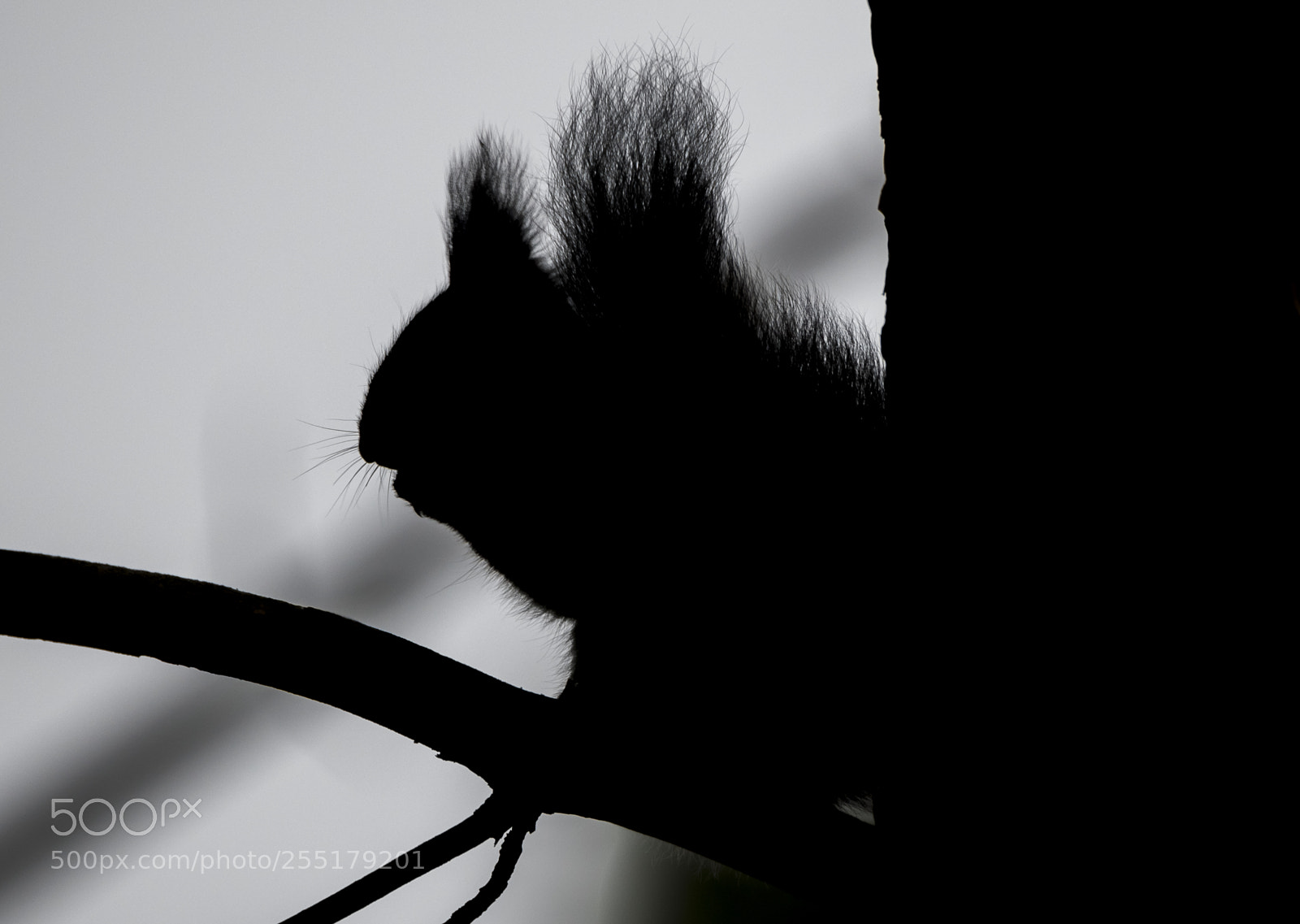 Nikon D5300 sample photo. Animals -  mammal photography