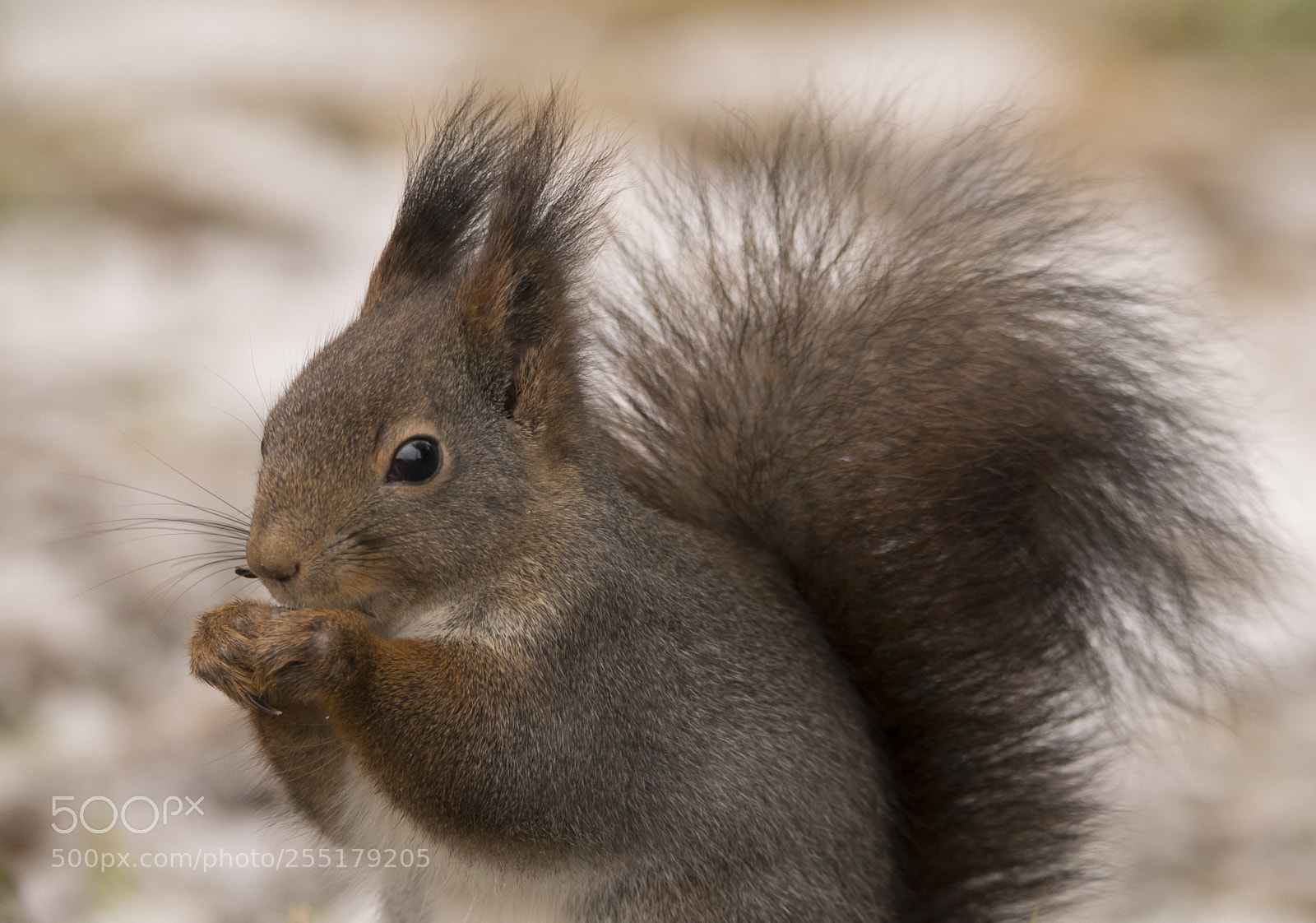 Nikon D5300 sample photo. Animals -  mammal photography
