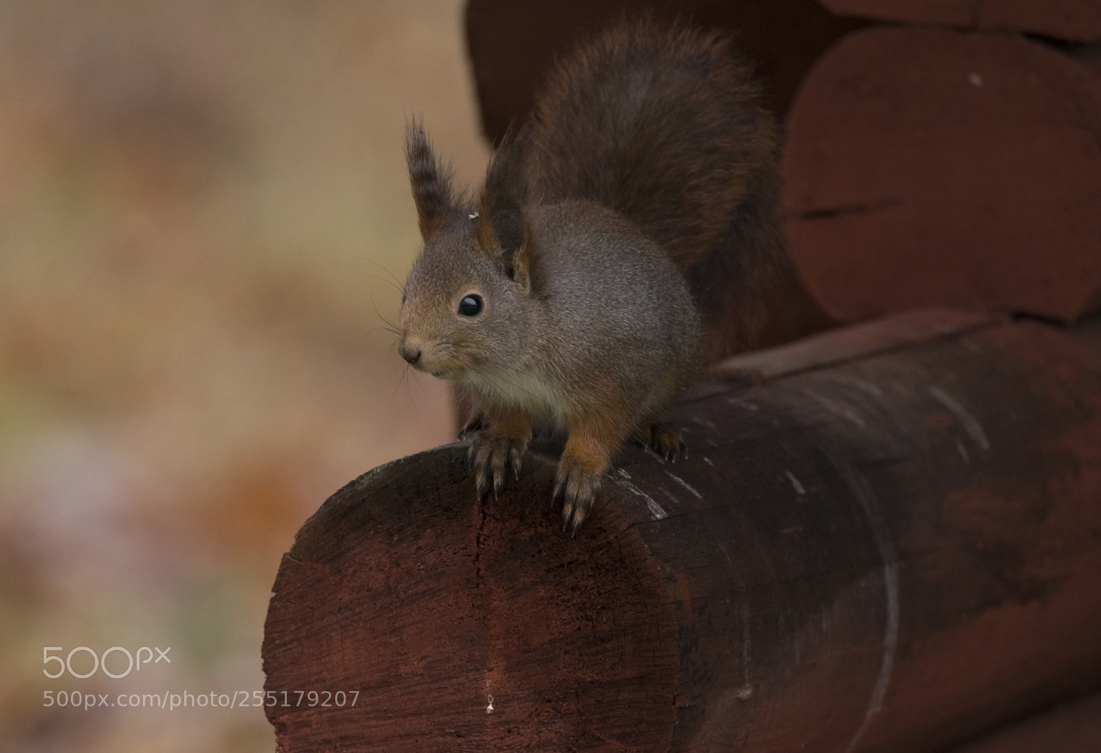 Nikon D5300 sample photo. Animals -  mammal photography