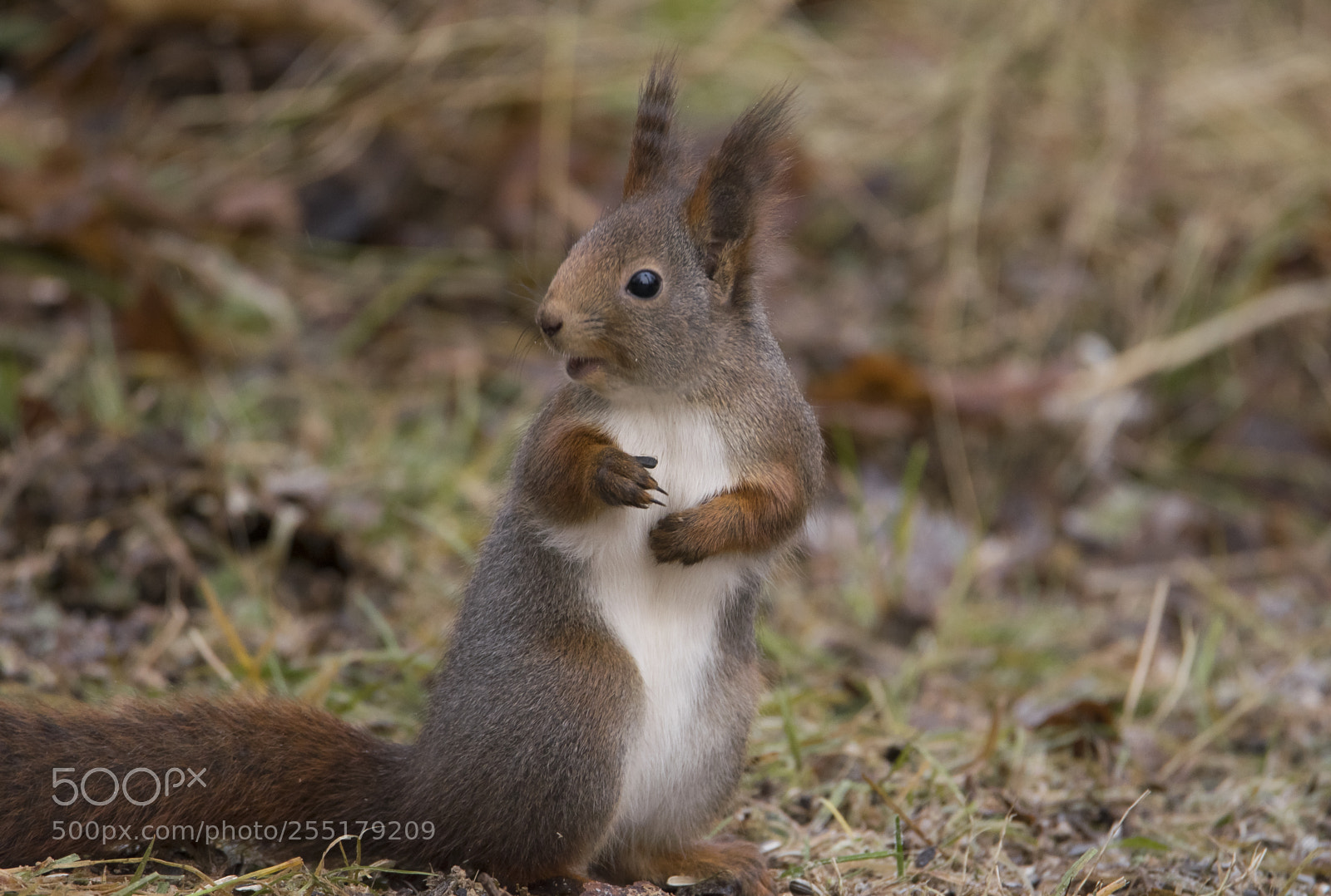Nikon D5300 sample photo. Animals -  mammal photography