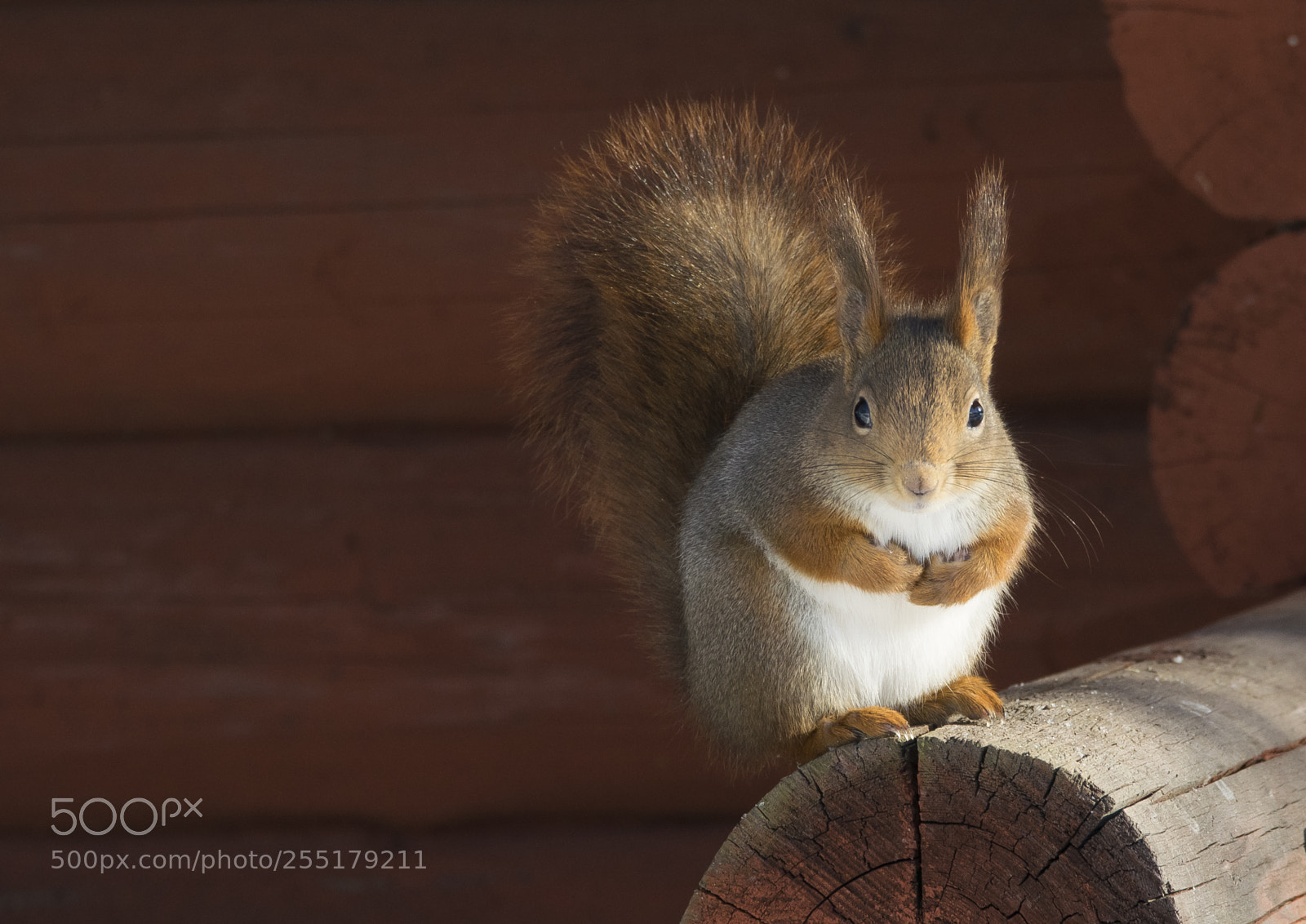 Nikon D5300 sample photo. Animals -  mammal photography