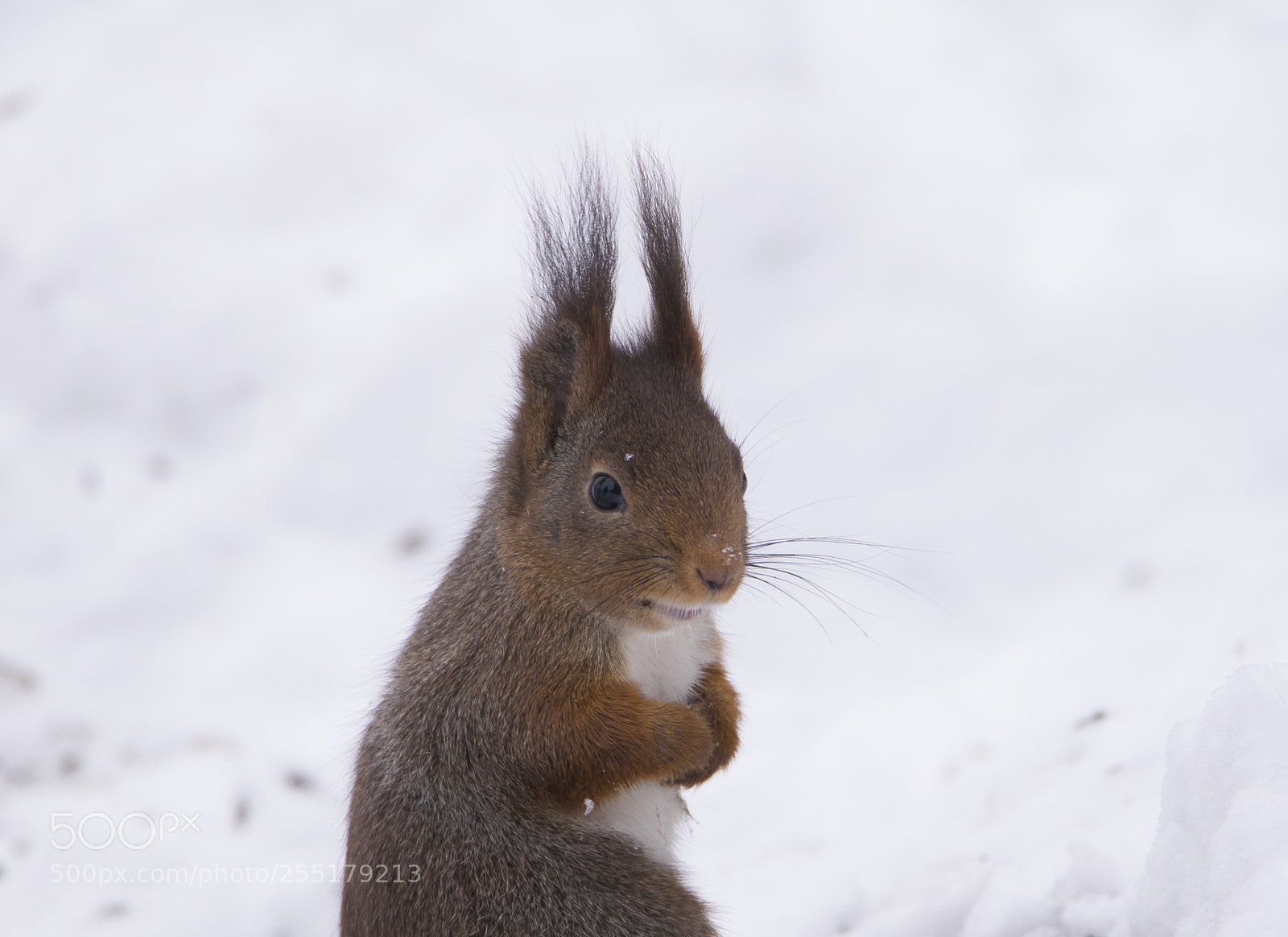 Nikon D5300 sample photo. Animals -  mammal photography