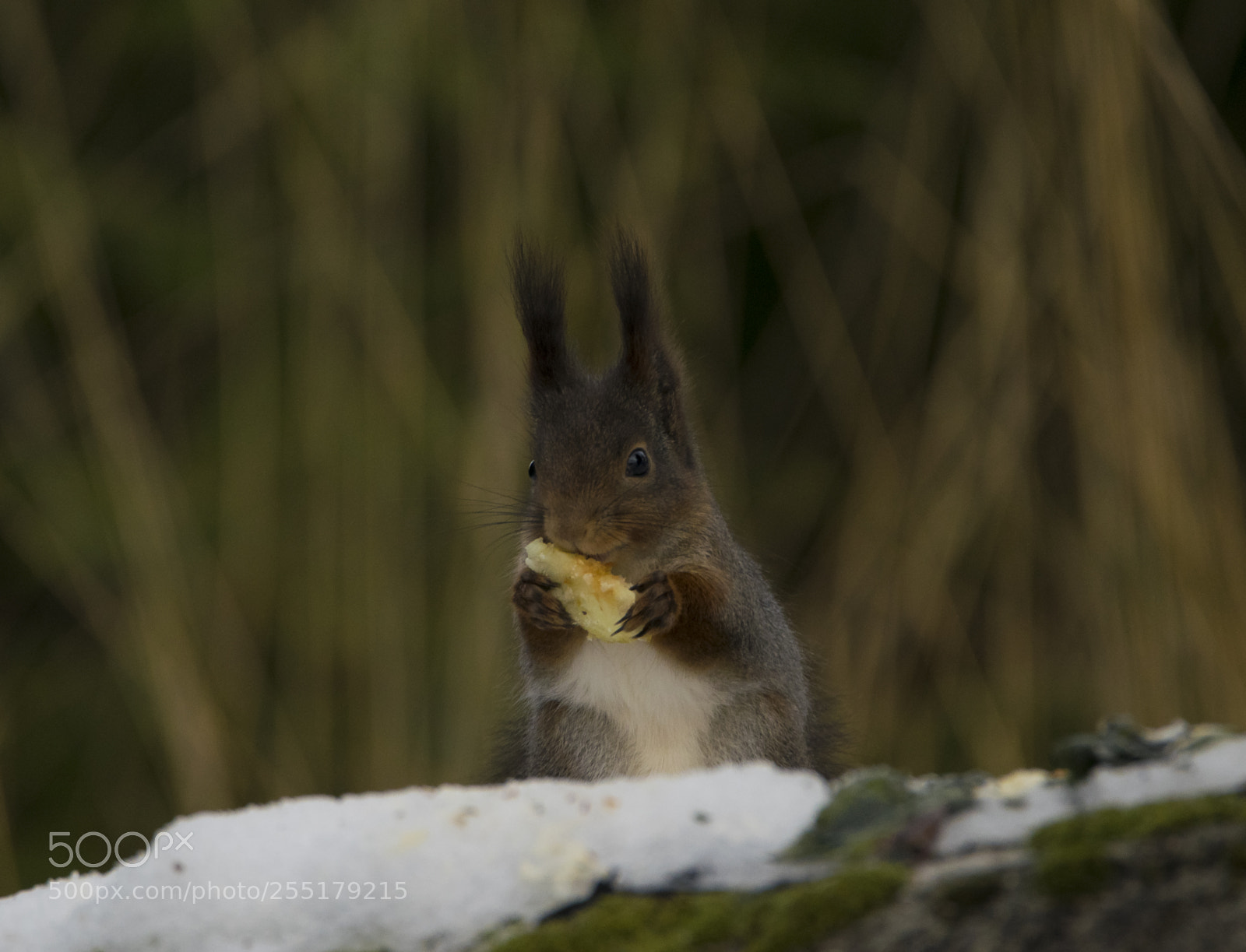 Nikon D5300 sample photo. Animals -  mammal photography
