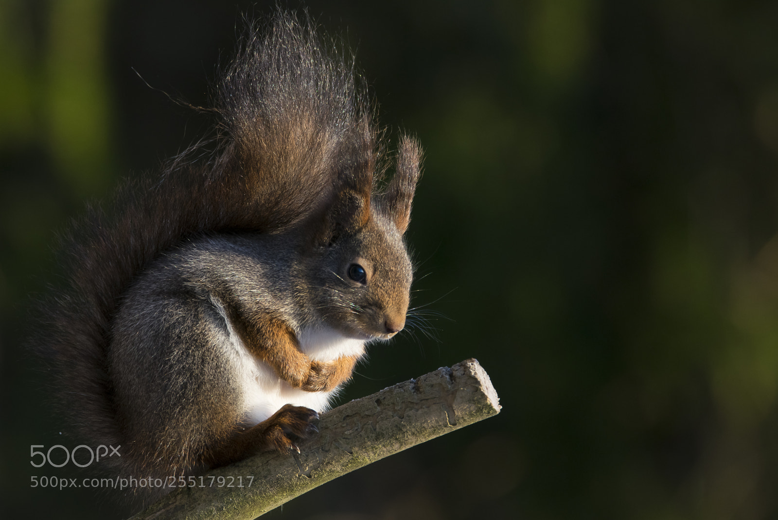 Nikon D5300 sample photo. Animals -  mammal photography