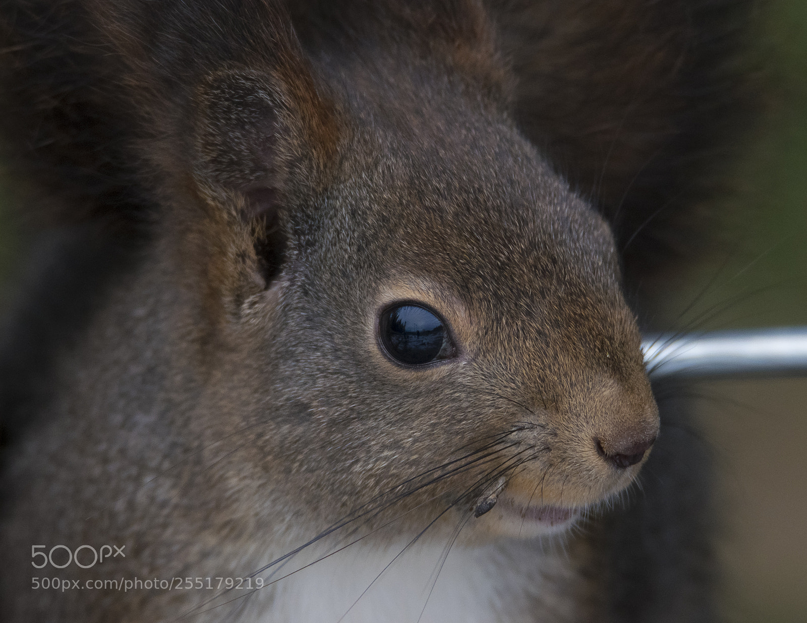 Nikon D5300 sample photo. Animals -  mammal photography
