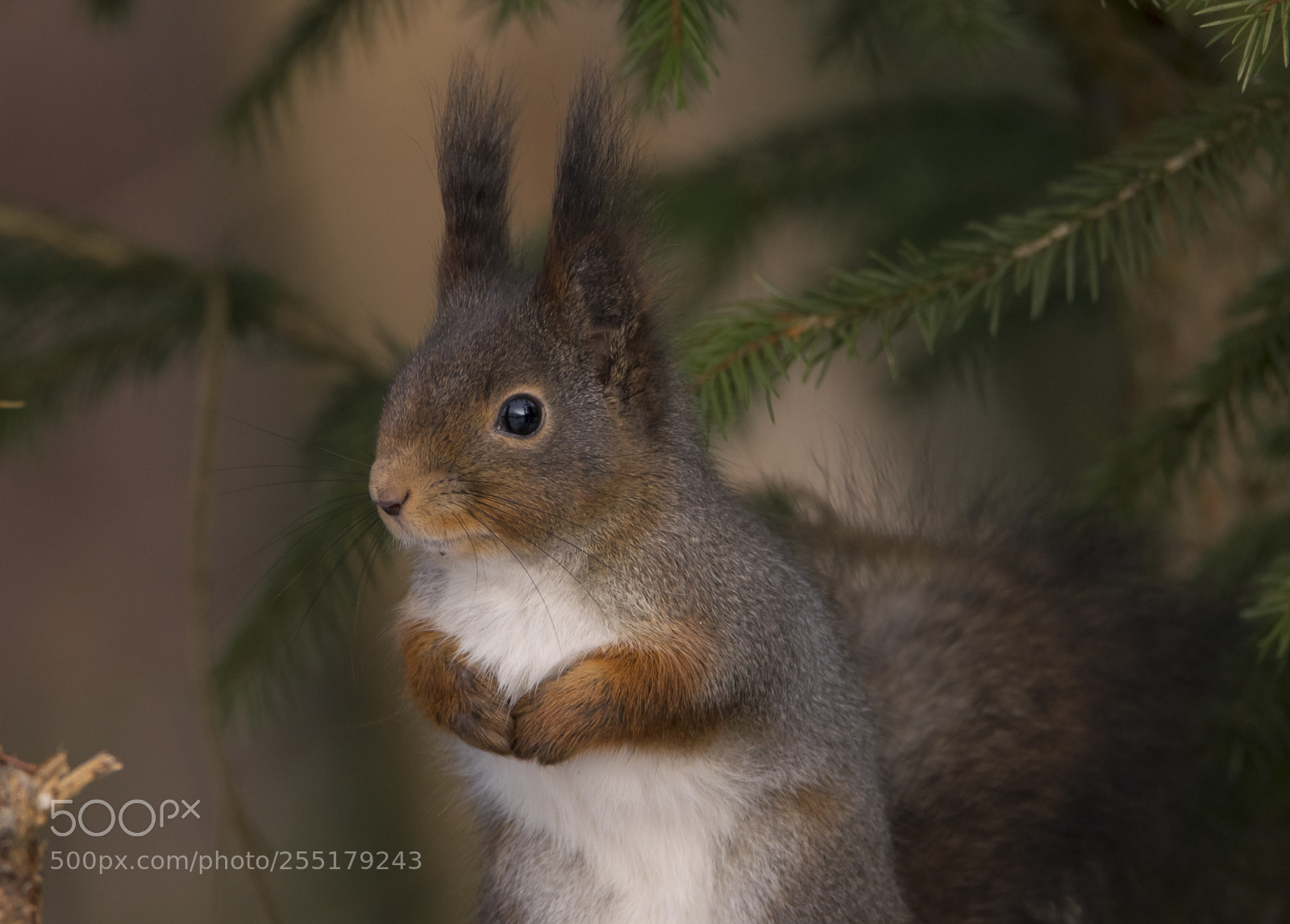 Nikon D5300 sample photo. Animals -  mammal photography