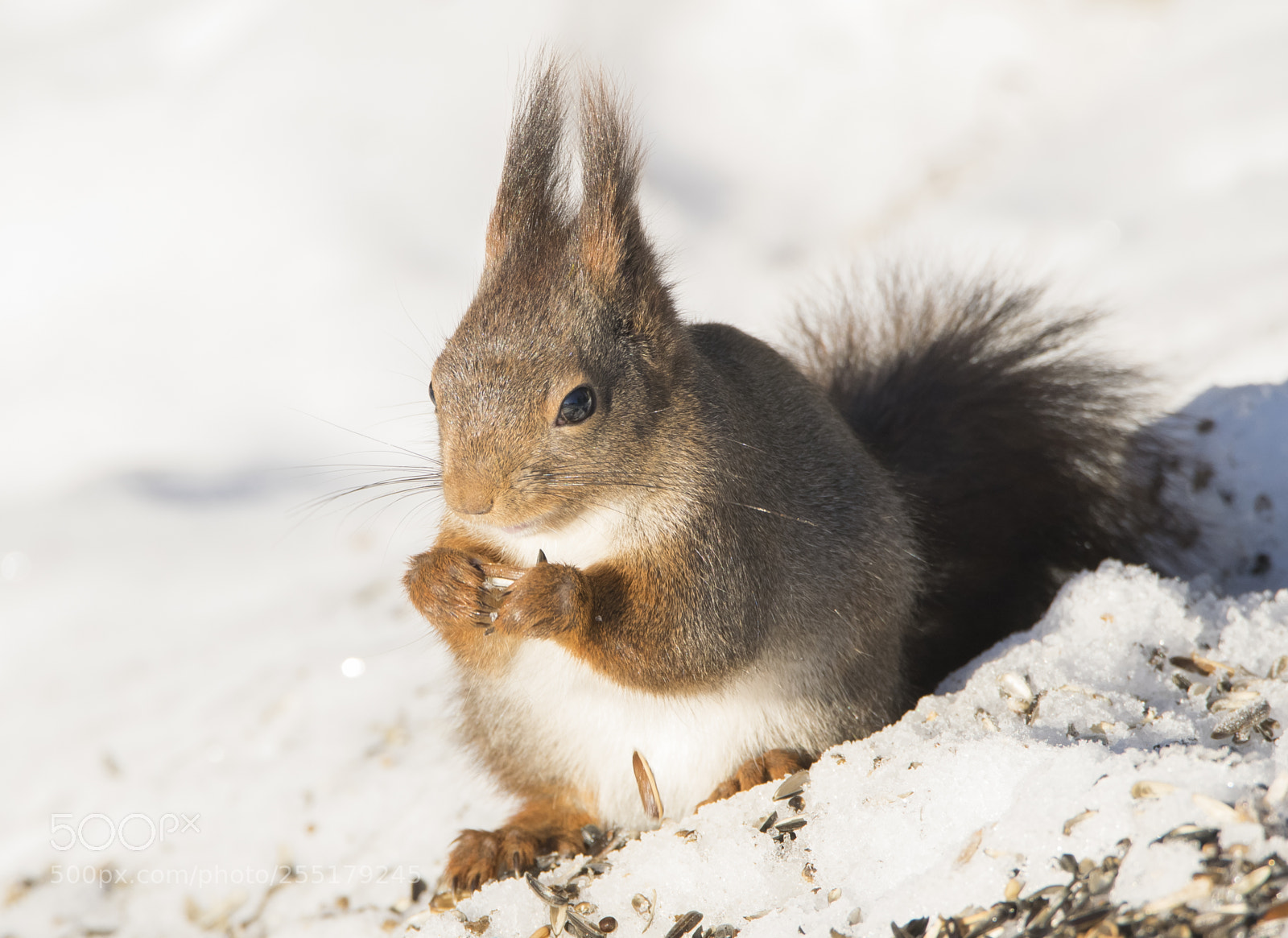 Nikon D5300 sample photo. Animals -  mammal photography