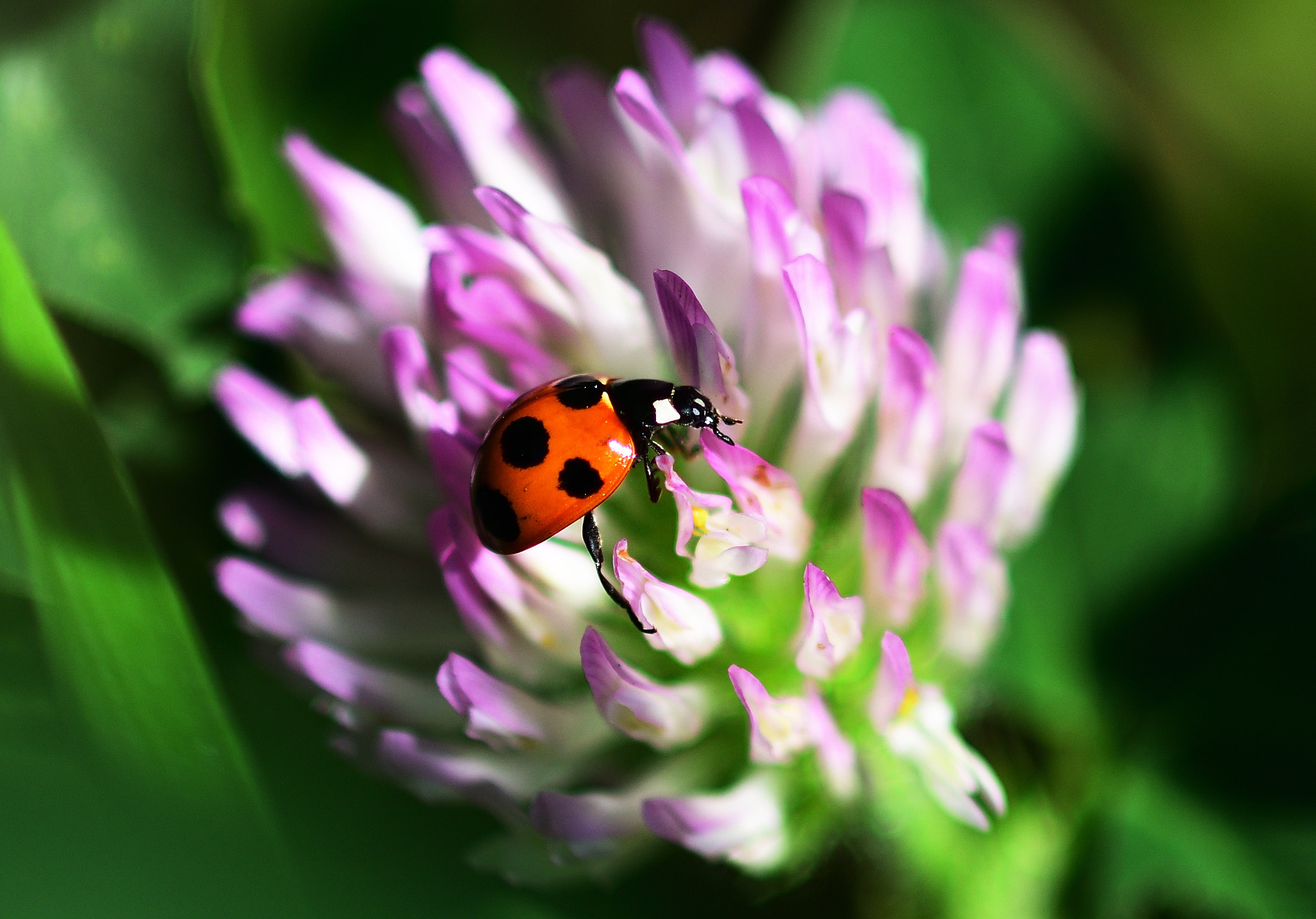 Nikon D7500 + Sigma 105mm F2.8 EX DG Macro sample photo. 花とテントウムシ photography